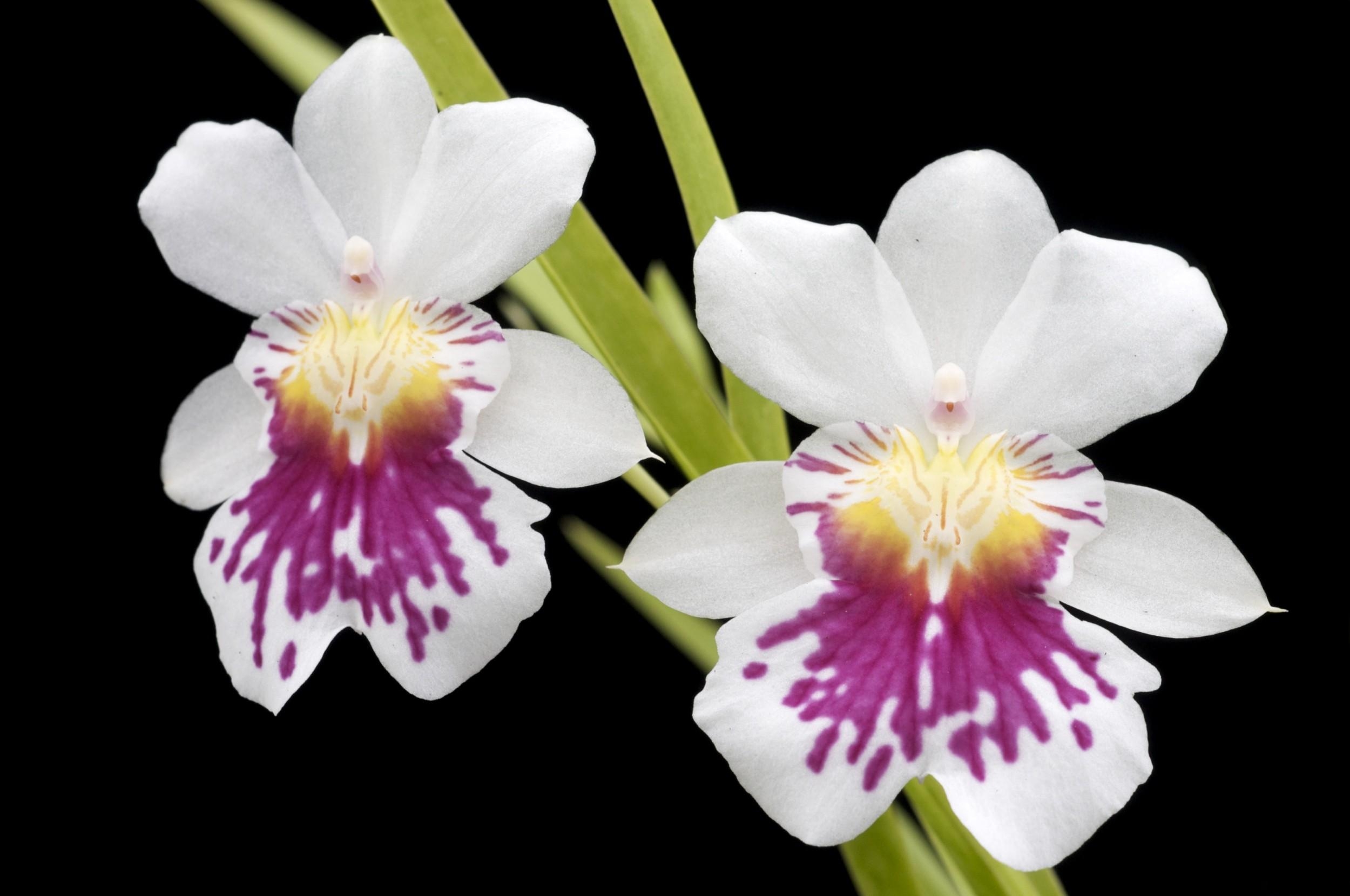 orchid, flowers, close up, black background