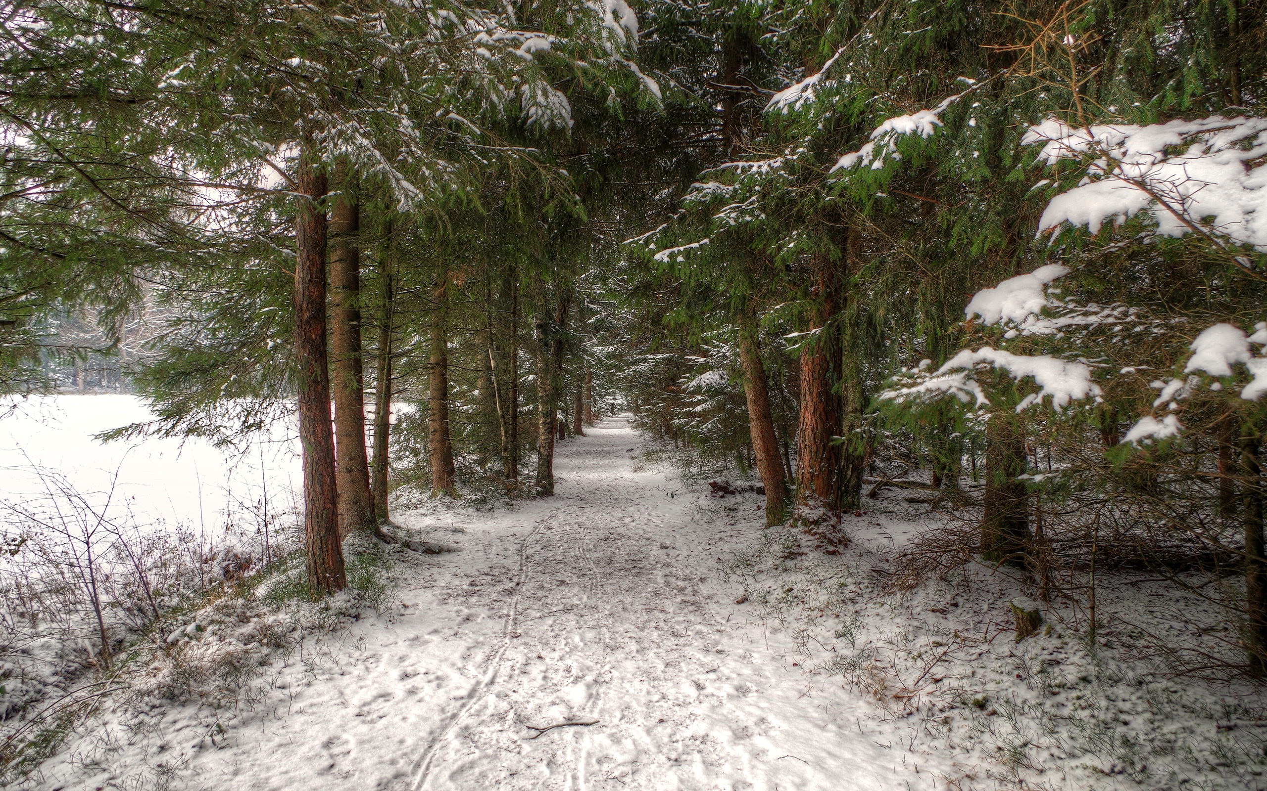 Снежок лесной. Тропинка в зимнем лесу. Сосновый лес зимой. Зимой в лесу. Лес в снегу.