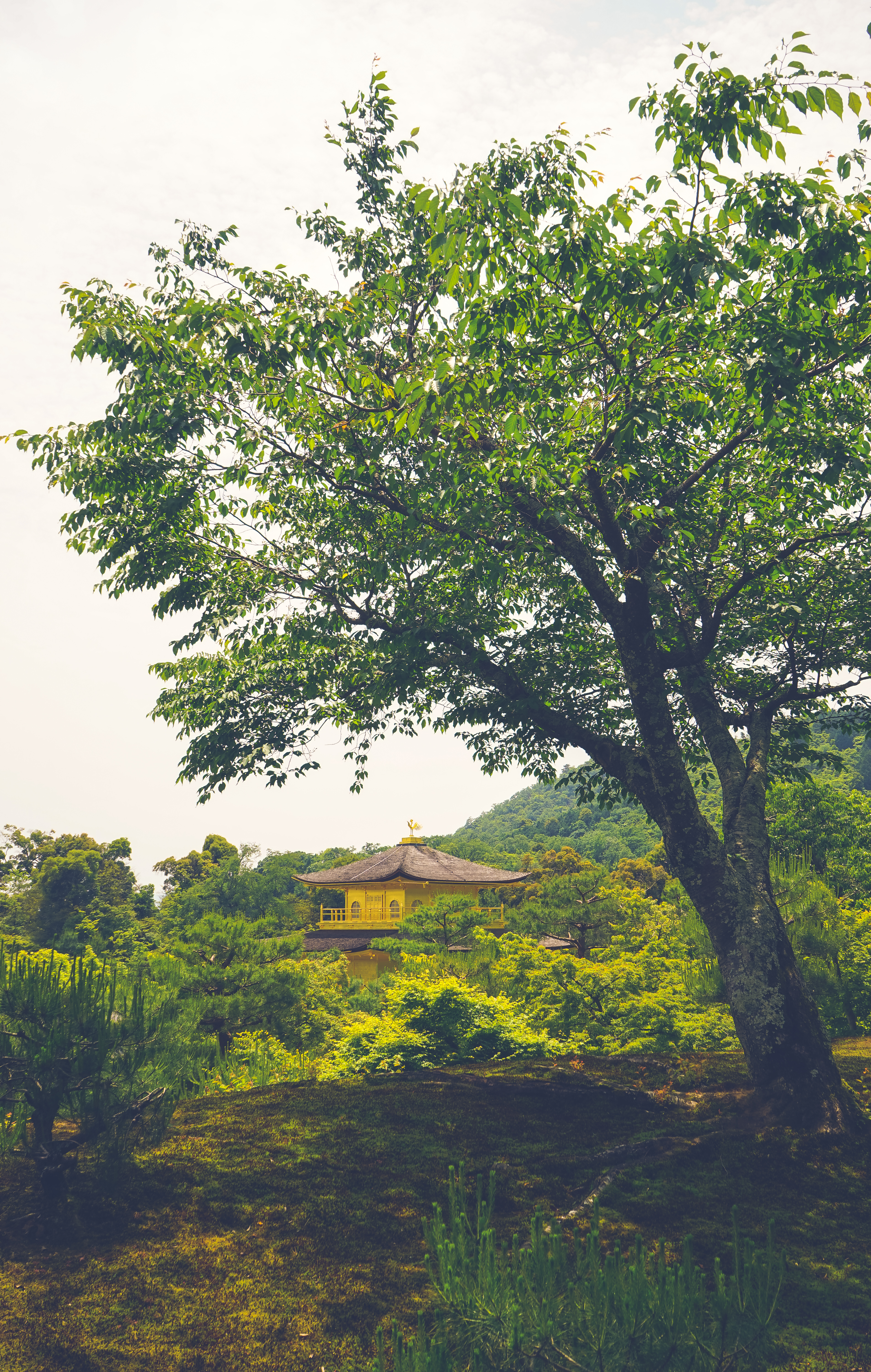 Download mobile wallpaper Building, Nature, Trees, Miscellaneous, Pagoda, Miscellanea, Temple for free.