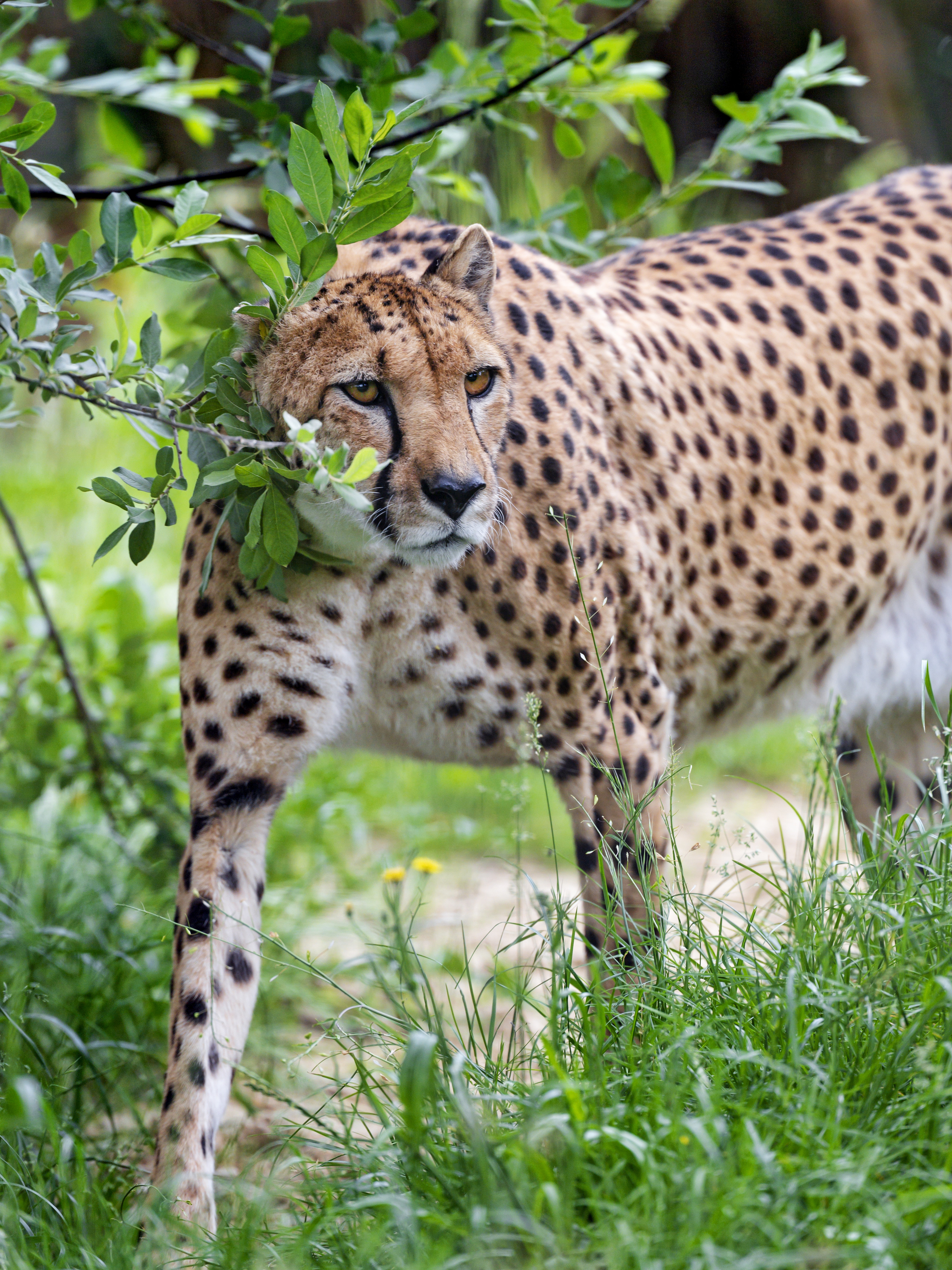 animals, cheetah, branch, predator, big cat, sight, opinion Full HD