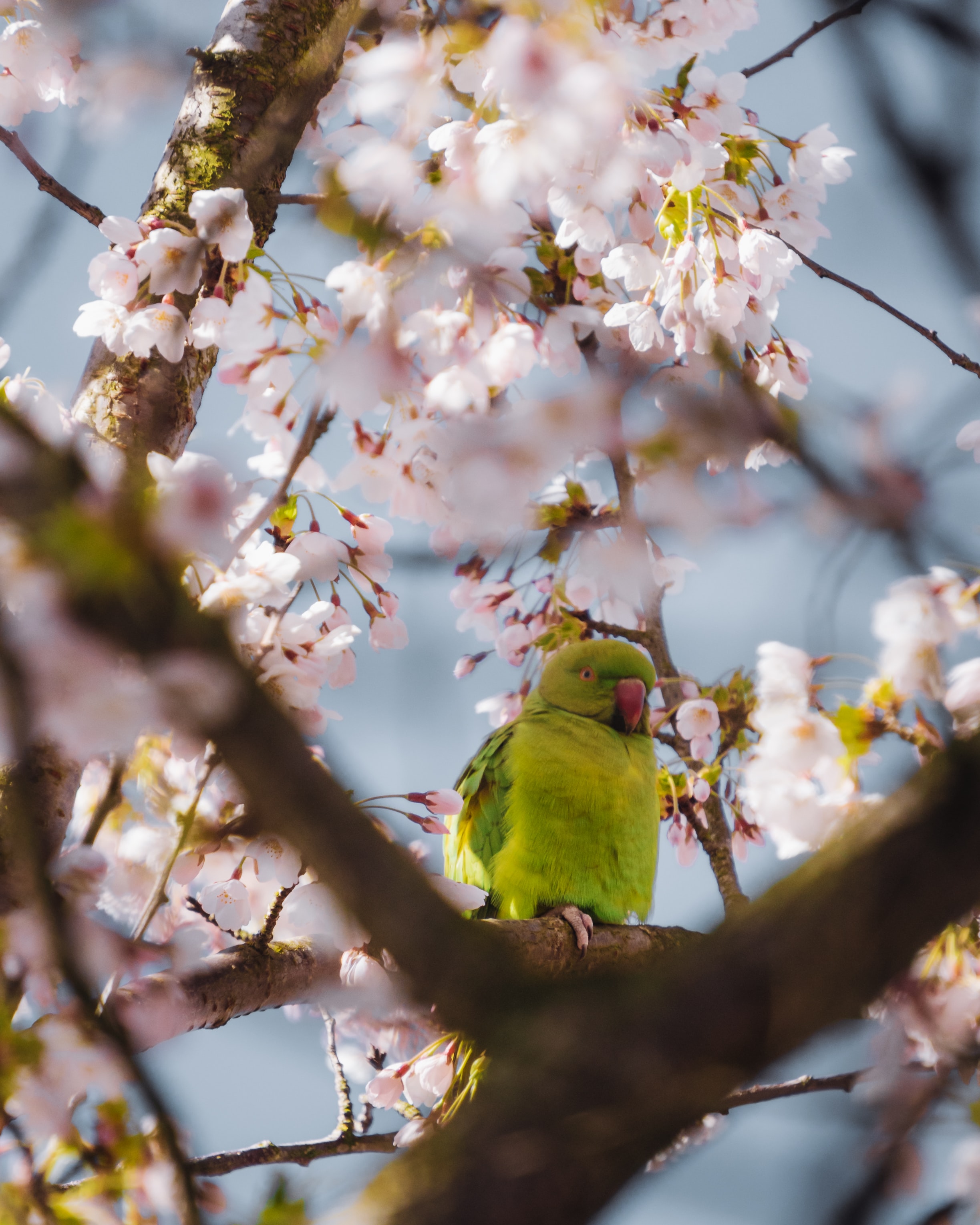 parrots, animals, flowers, branches Free Stock Photo