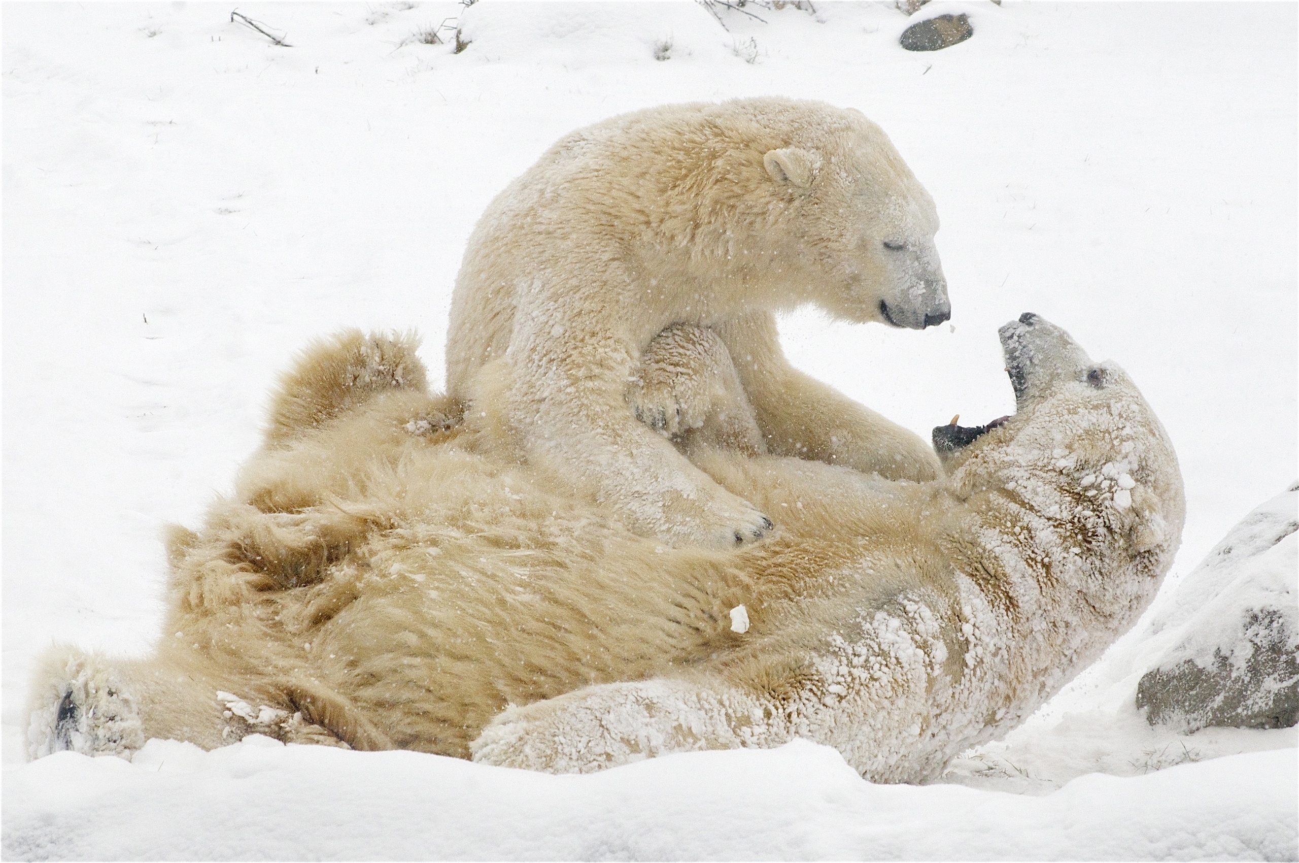 119369 Hintergrundbild herunterladen spiele, tiere, winter, schnee, bären, weiße bären, eisbären - Bildschirmschoner und Bilder kostenlos