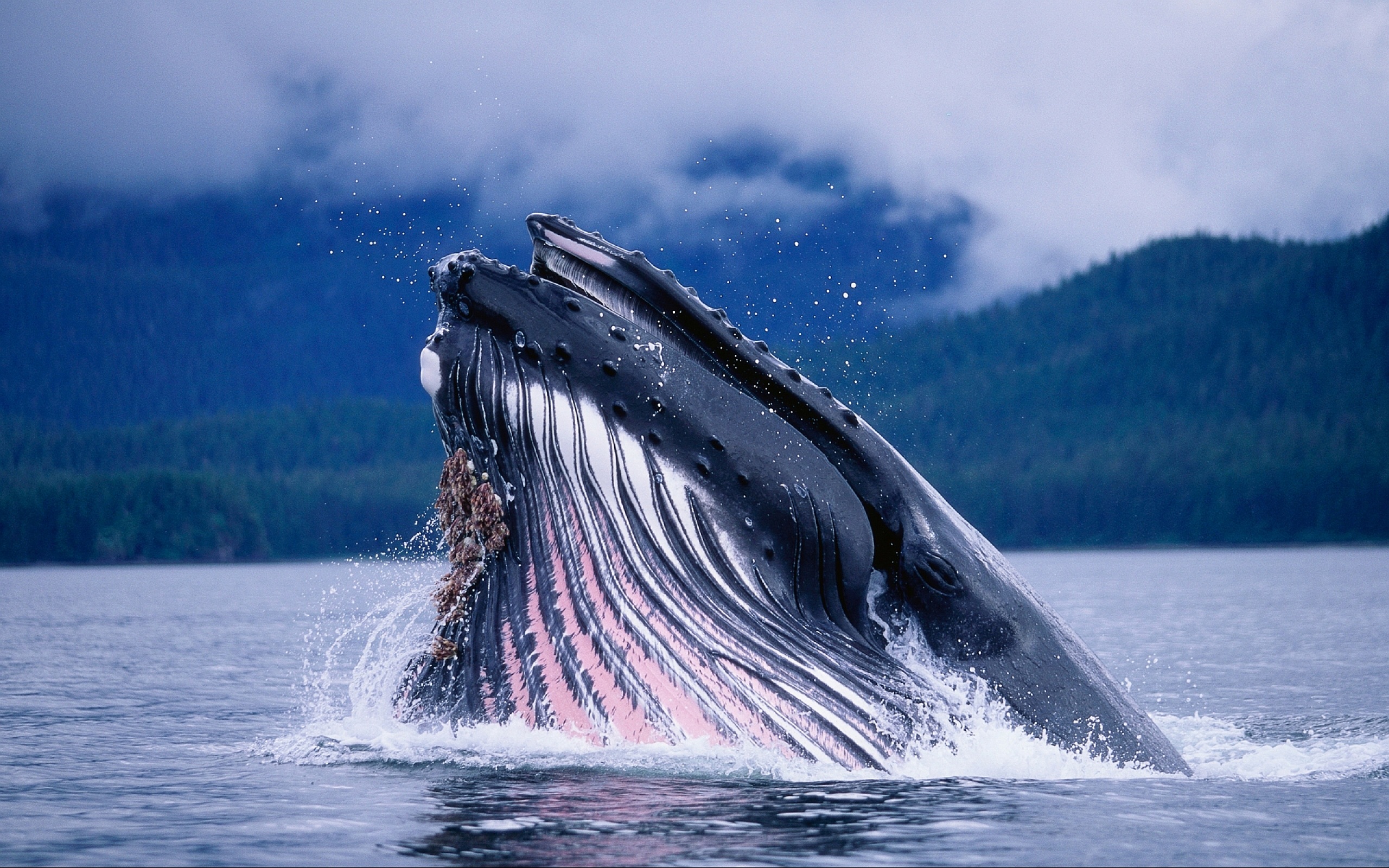 613715 скачать картинку животные, кит - обои и заставки бесплатно