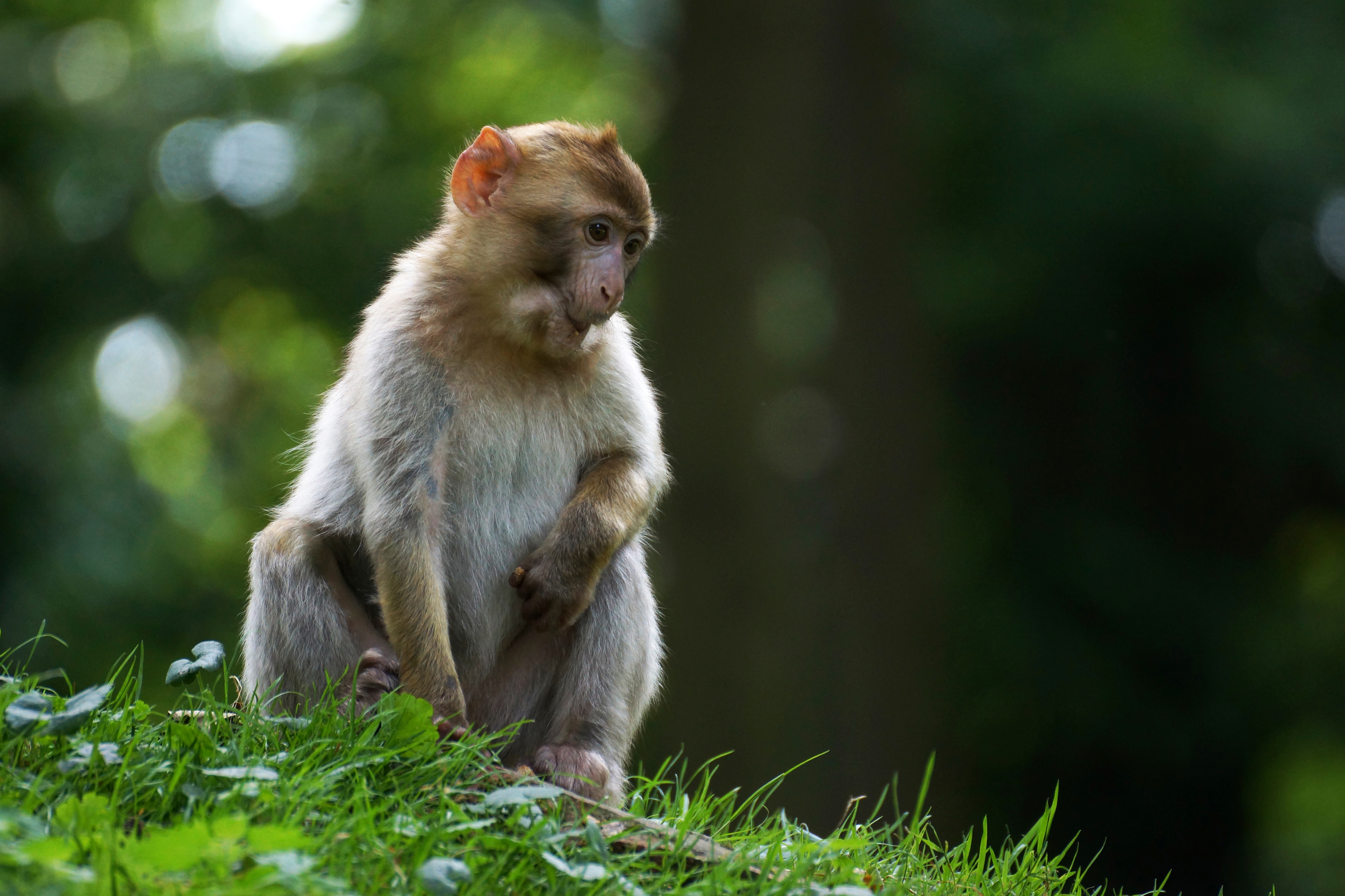 animal, monkey, bokeh, macaque, monkeys for android