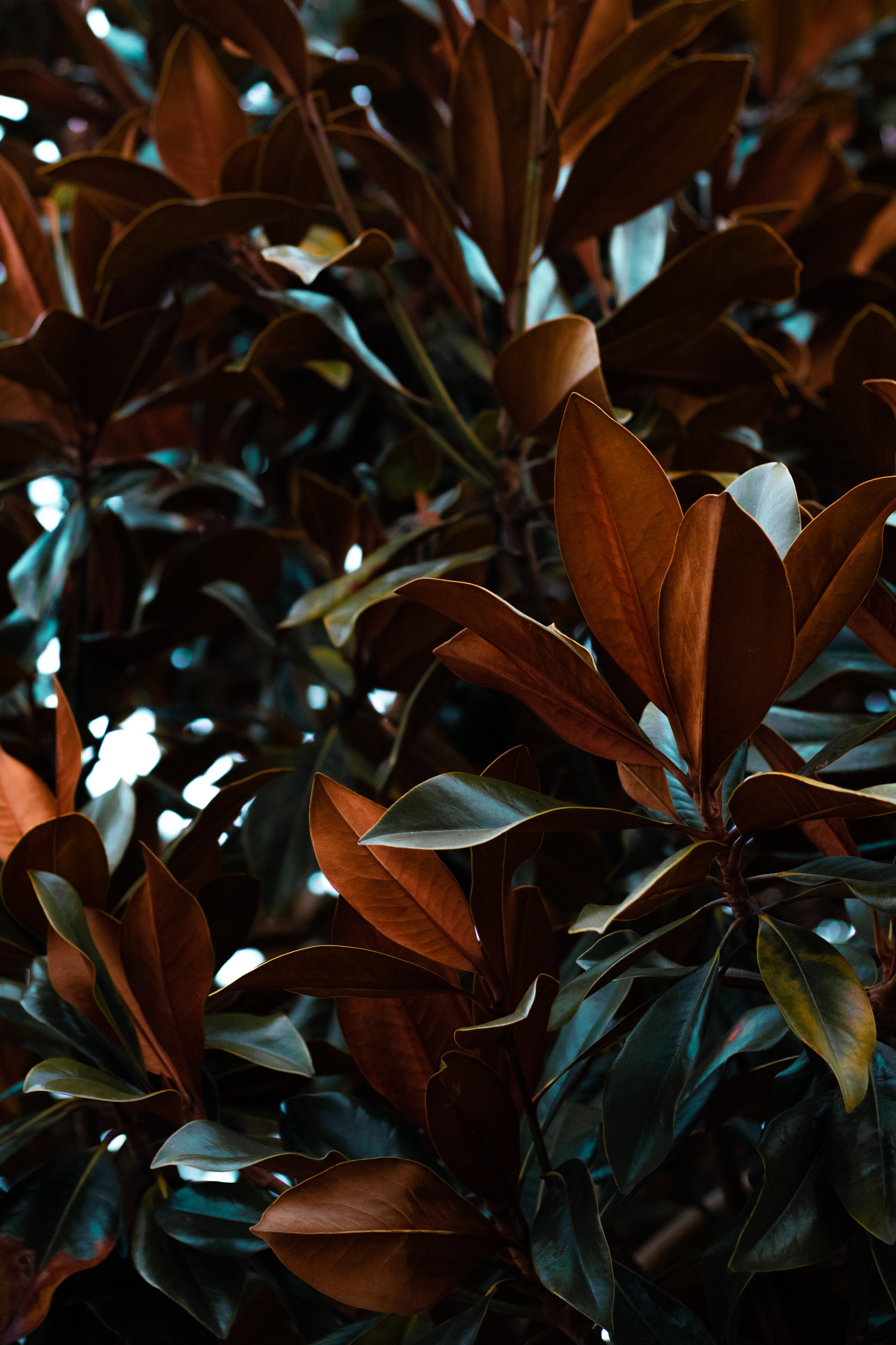 Handy-Wallpaper Pflanze, Natur, Blätter, Magnolia, Magnolie kostenlos herunterladen.