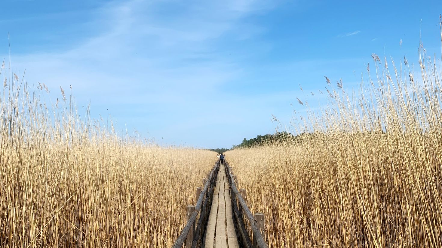 Distance field. Поле колосьев дорога. Поле с колосьями и голубое небо. Фотообои дорога в поле. Обои даль.