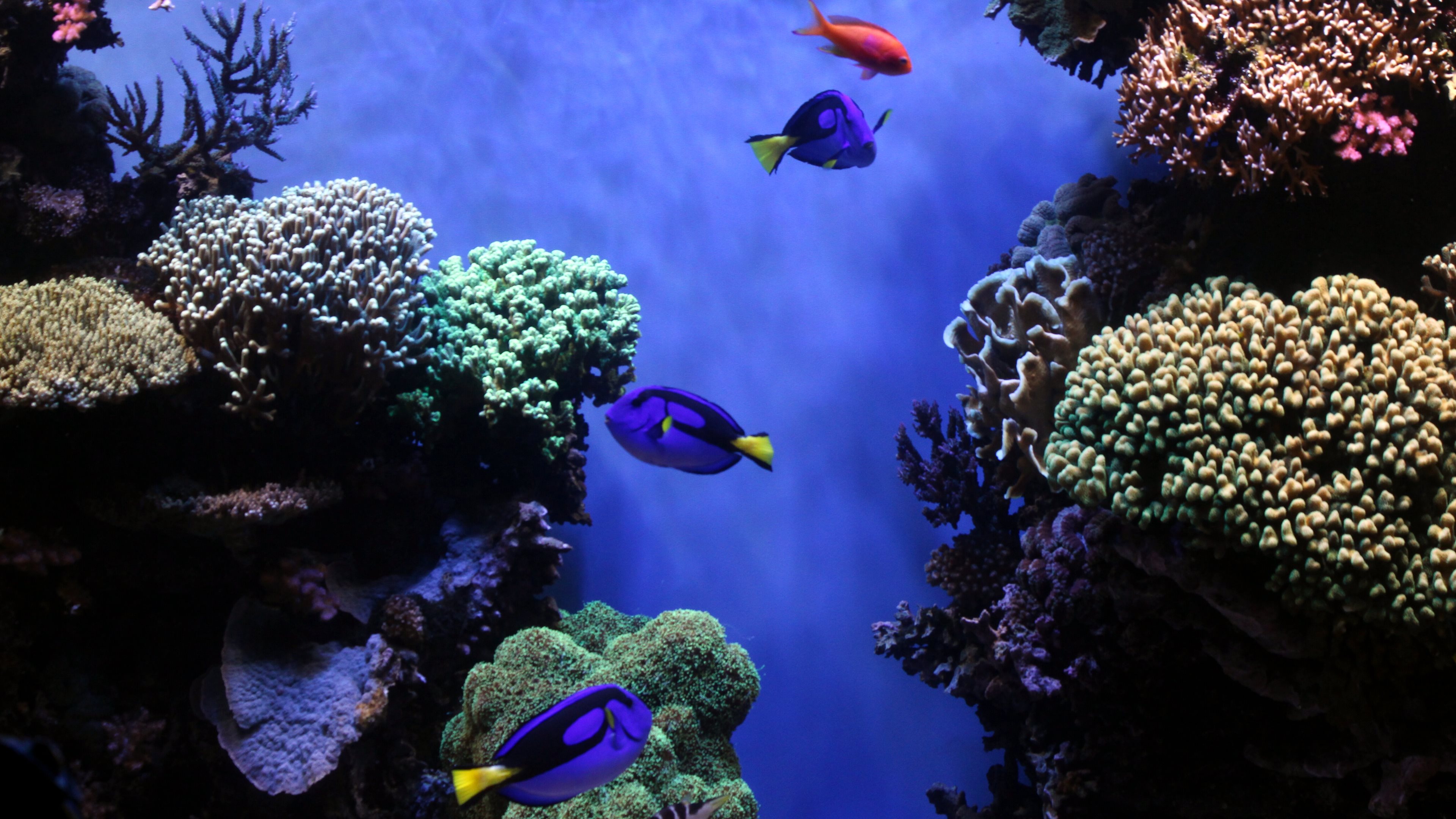Подводный мир аквариума