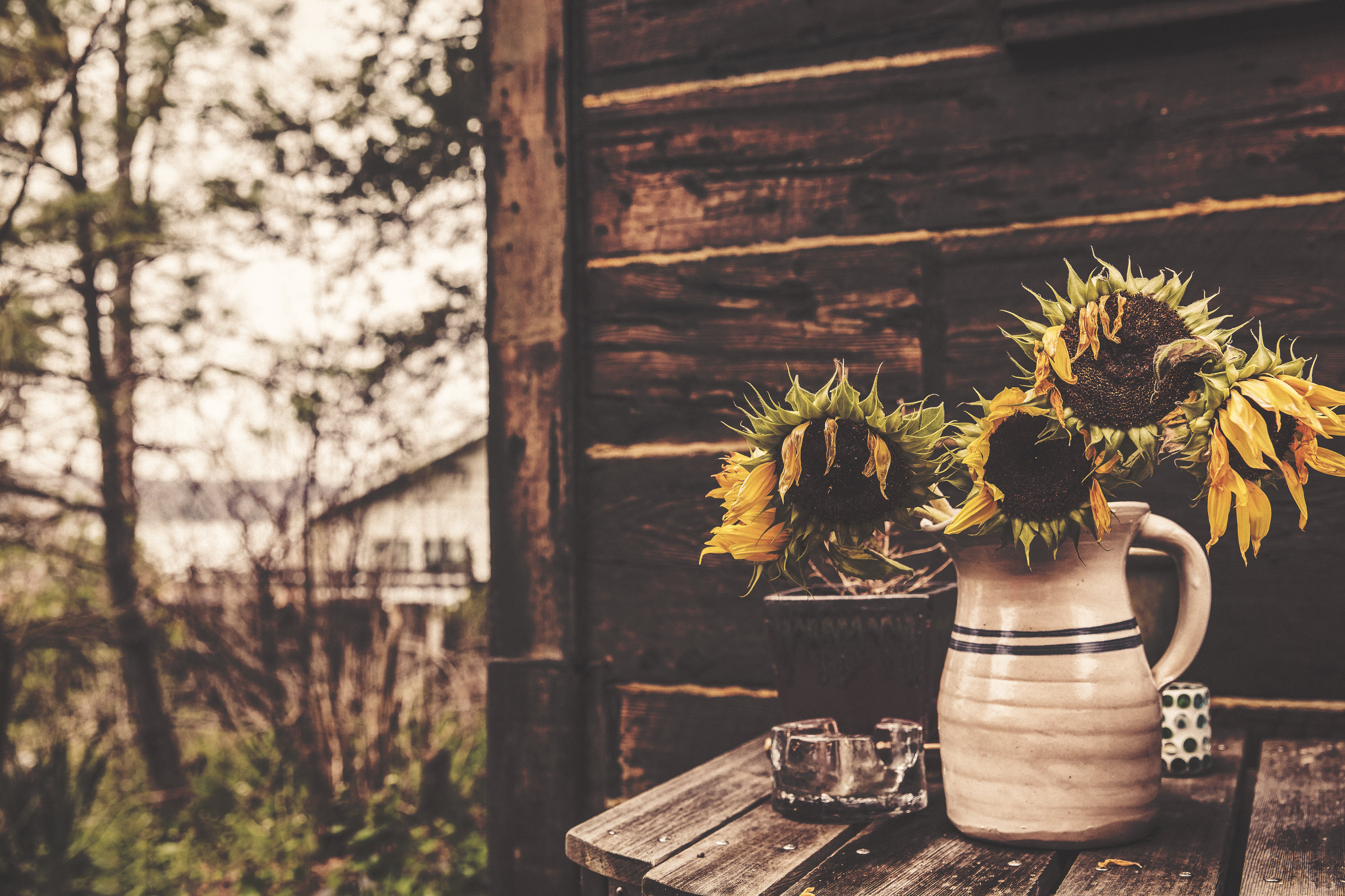 Laden Sie das Blumen, Vase, Sonnenblumen-Bild kostenlos auf Ihren PC-Desktop herunter