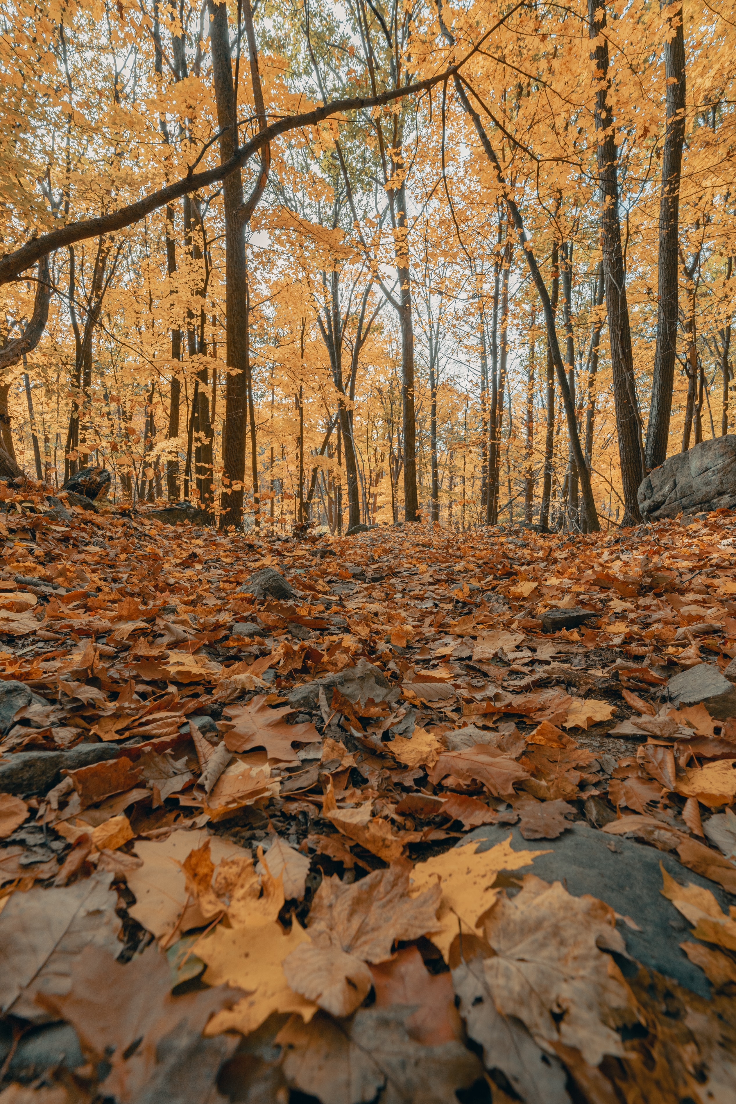 forest, autumn, fallen leaves, nature, trees, leaves, fallen foliage
