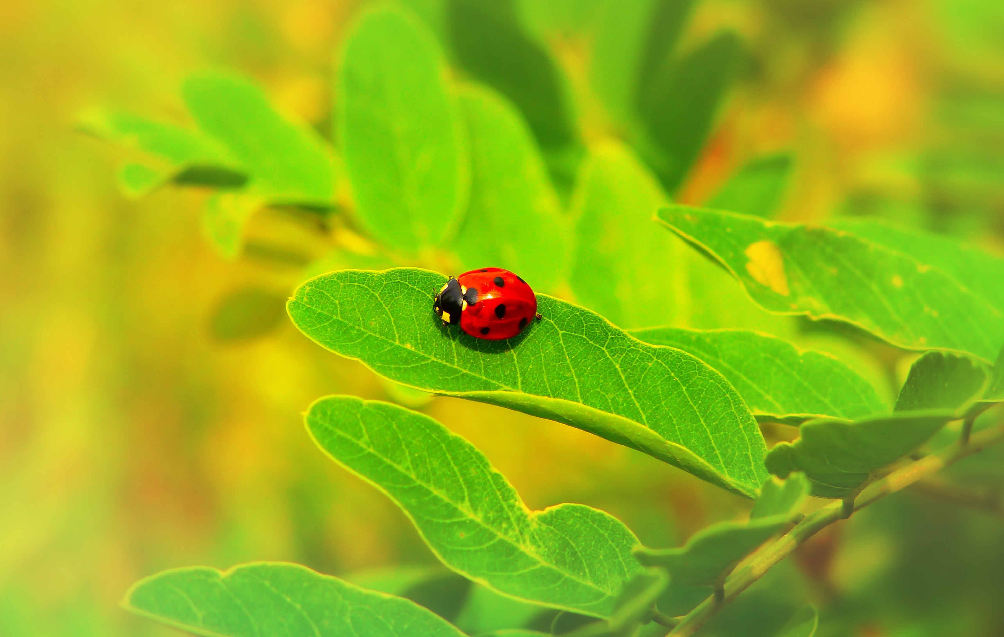 Download mobile wallpaper Ladybird, Ladybug, Sheet, Leaf, Insect, Macro, Plant for free.