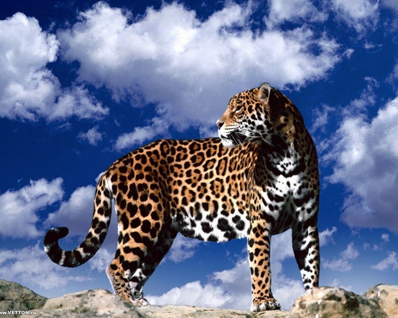 Тигр леопард гепард Ягуар