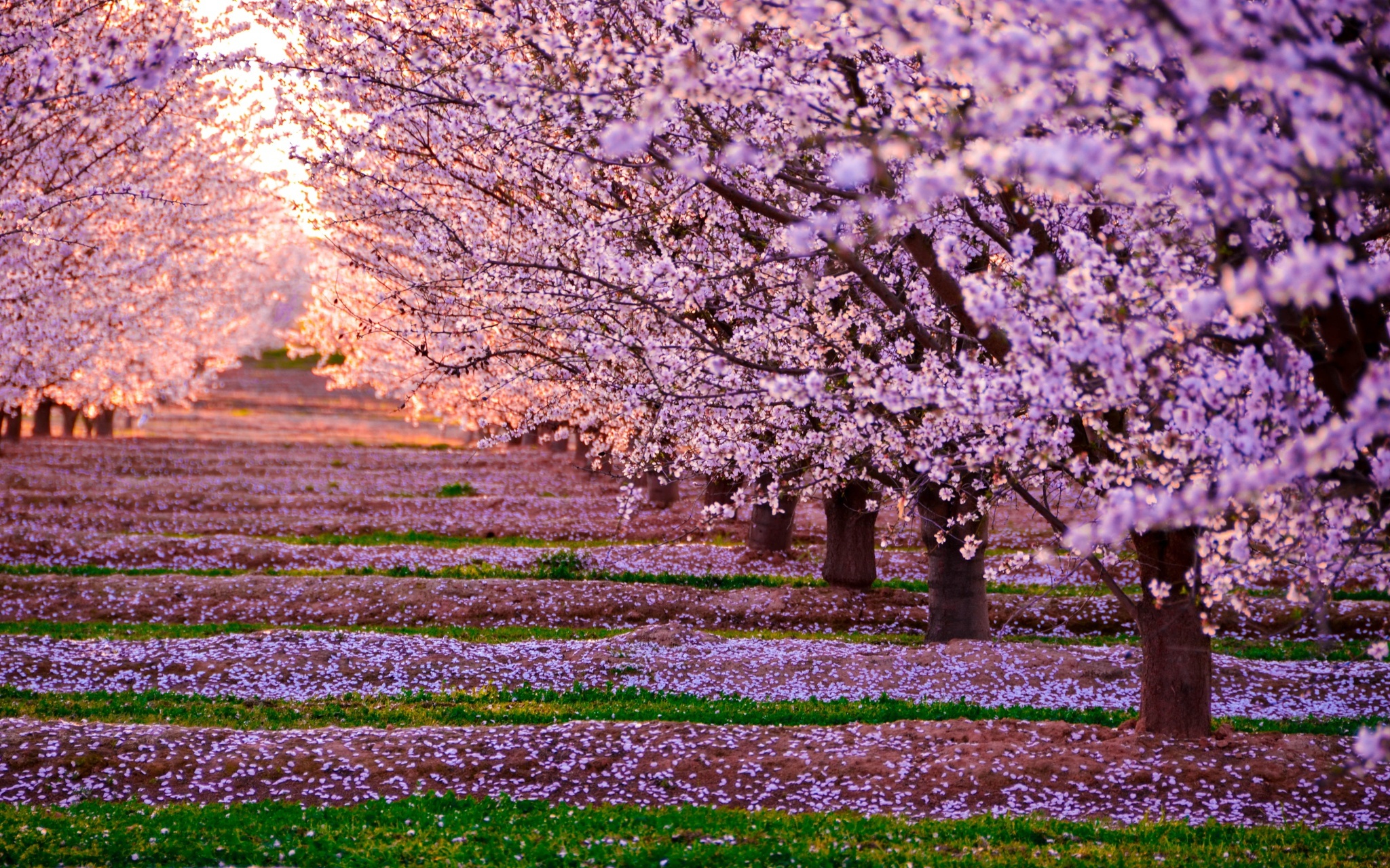 фотографии цветущей сакуры