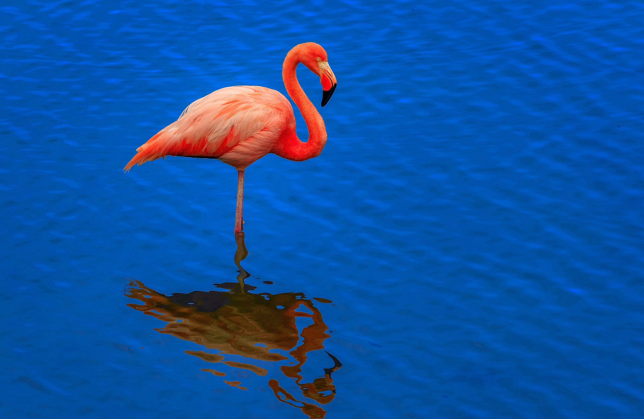 Голубой Фламинго