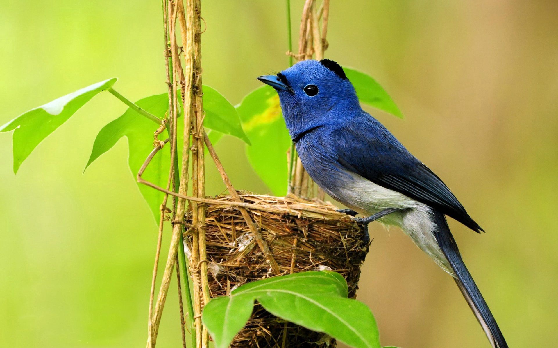 branches, animals, bird, color, nest wallpapers for tablet