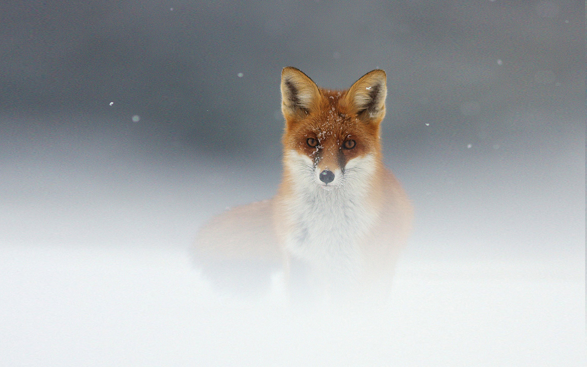 567519 免費下載壁紙 动物, 狐狸, 雪 屏保和圖片