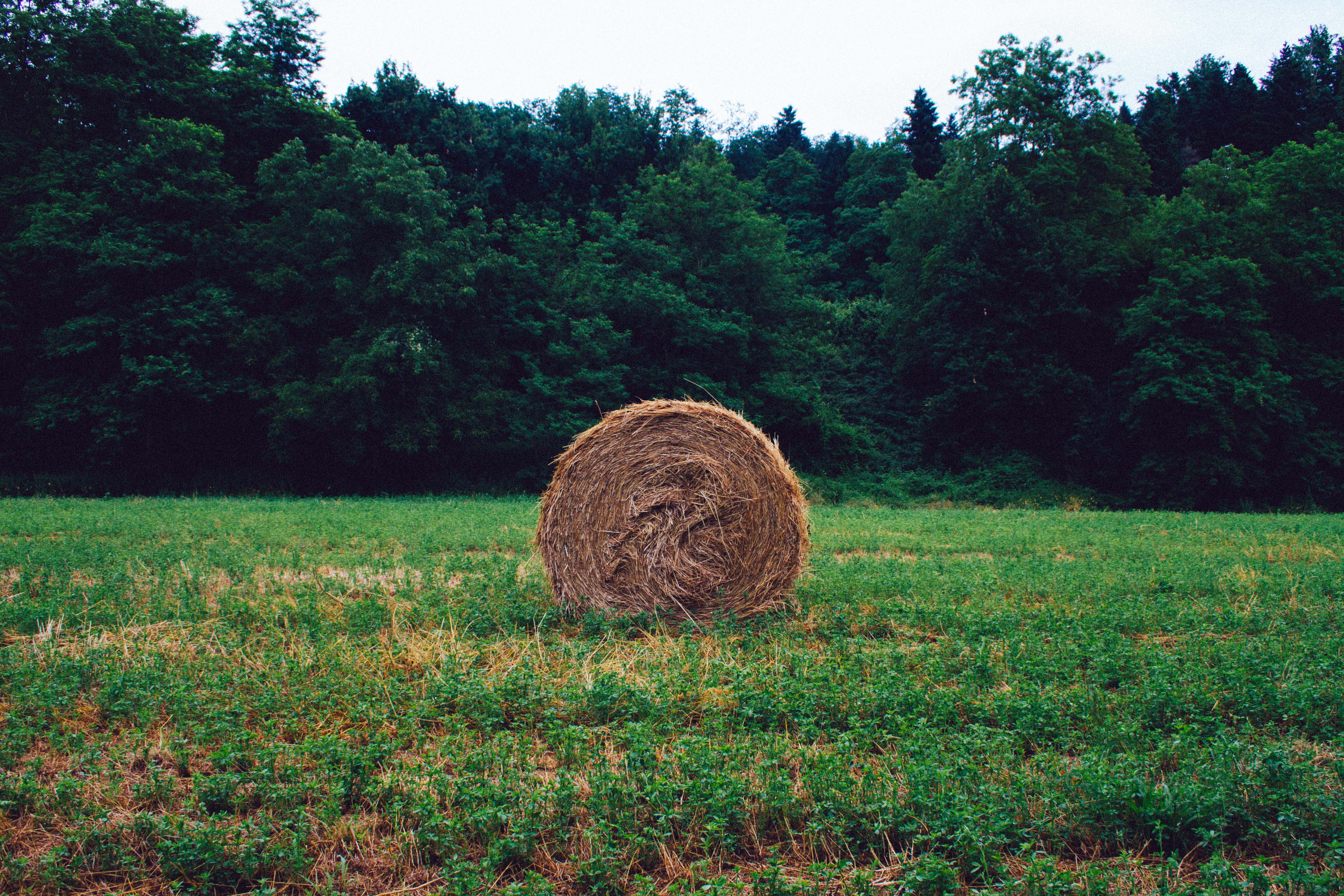 nature, grass, forest, hay, stack, rick
