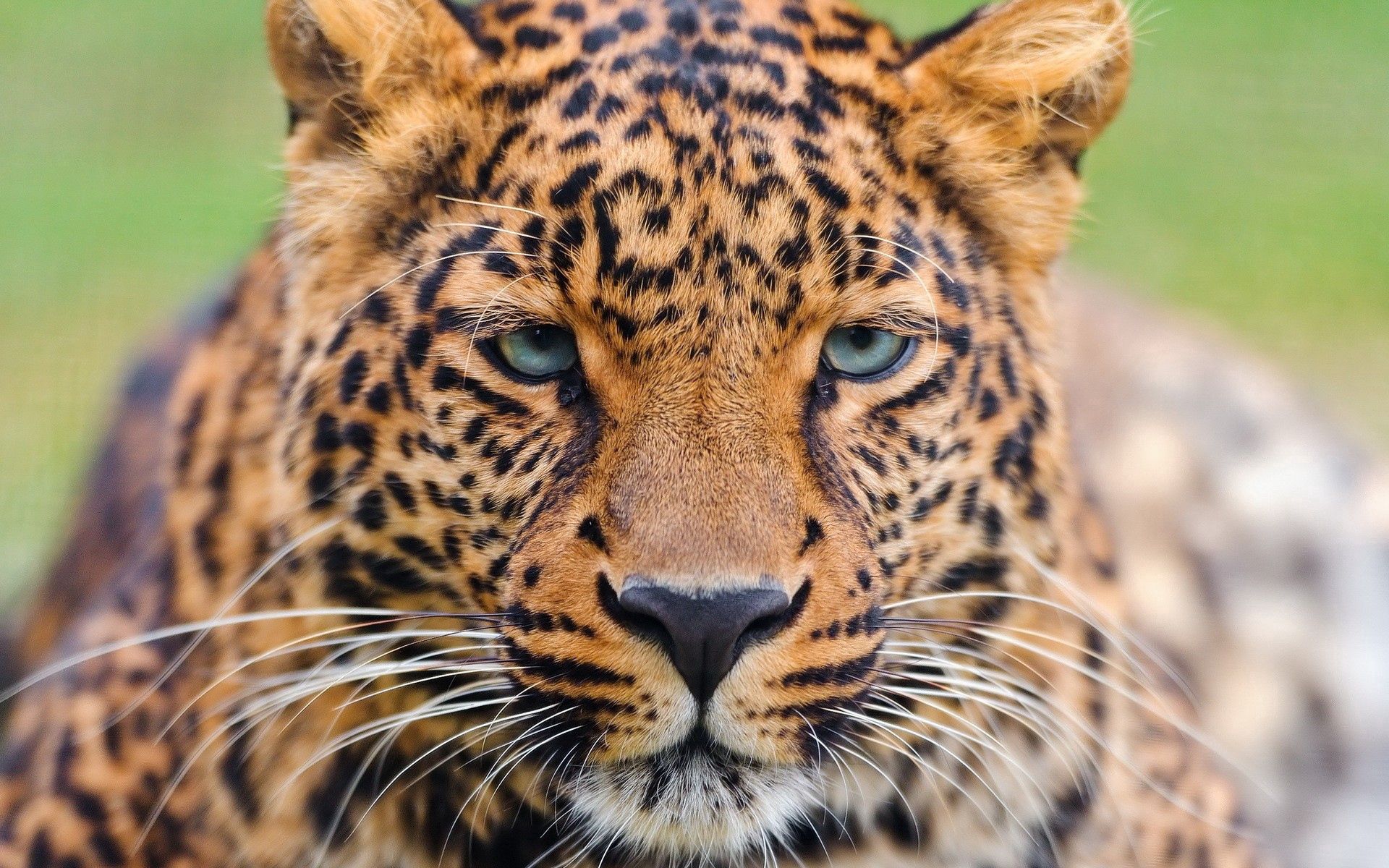 Descarga gratuita de fondo de pantalla para móvil de Visión, Leopardo, Bozal, Opinión, Animales, Gato Grande.