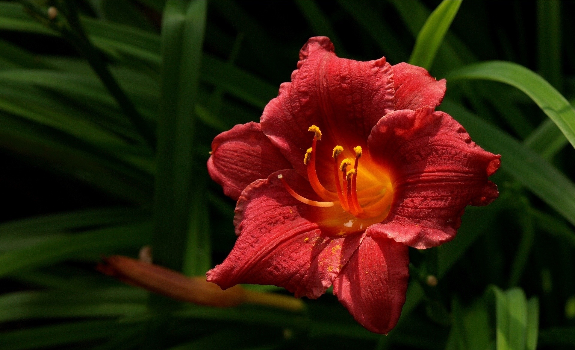 earth, lily, daylily, flower, red flower, flowers