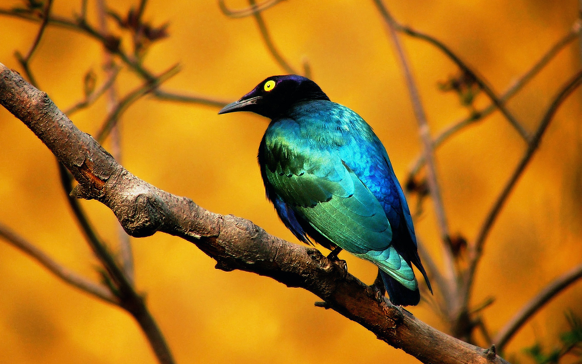 522280 免費下載壁紙 动物, 八哥, 鸟, 蓝色, 大蓝耳椋鸟, 鸟类 屏保和圖片