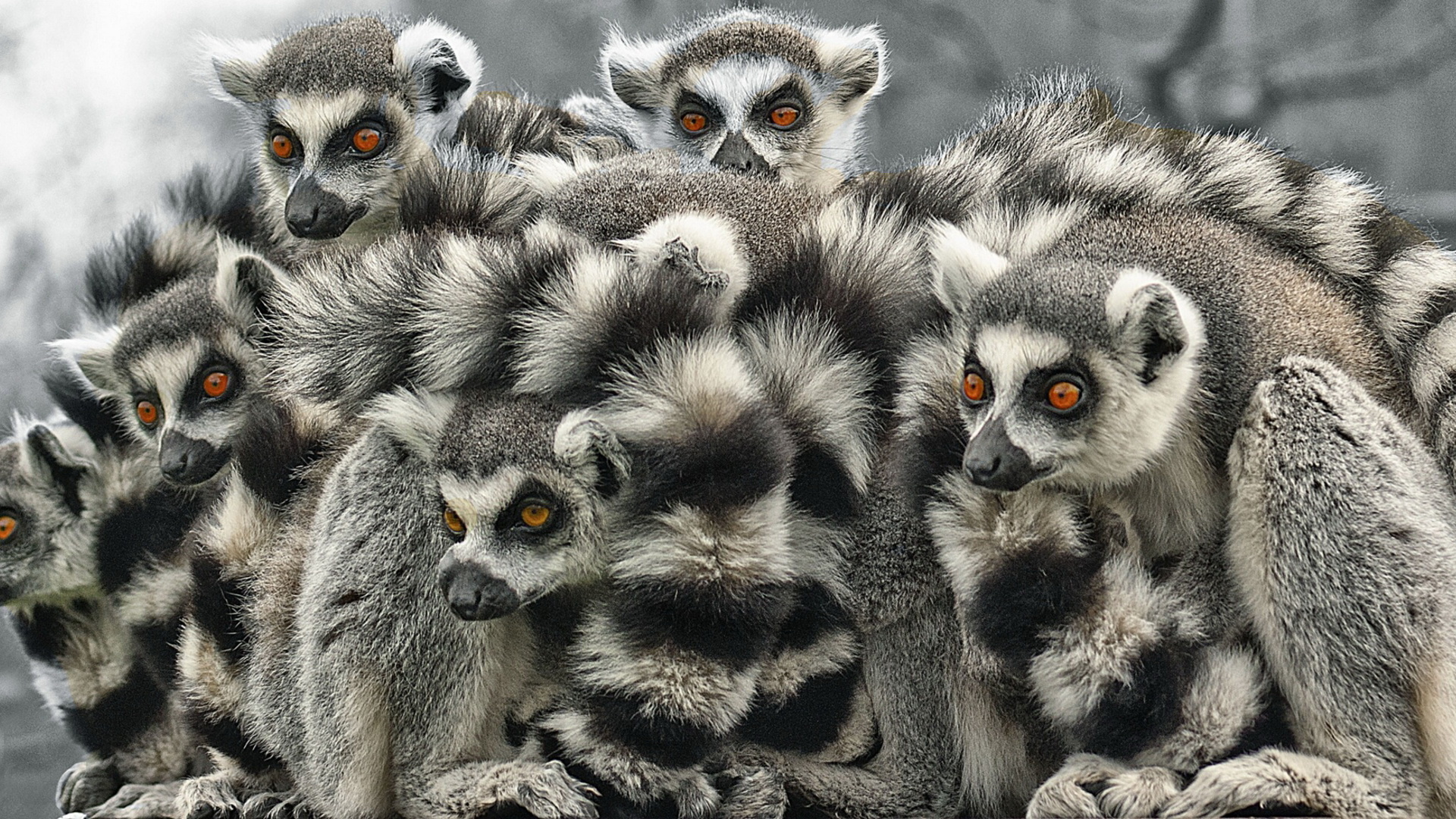 290478 Bild herunterladen tiere, lemur, affen - Hintergrundbilder und Bildschirmschoner kostenlos