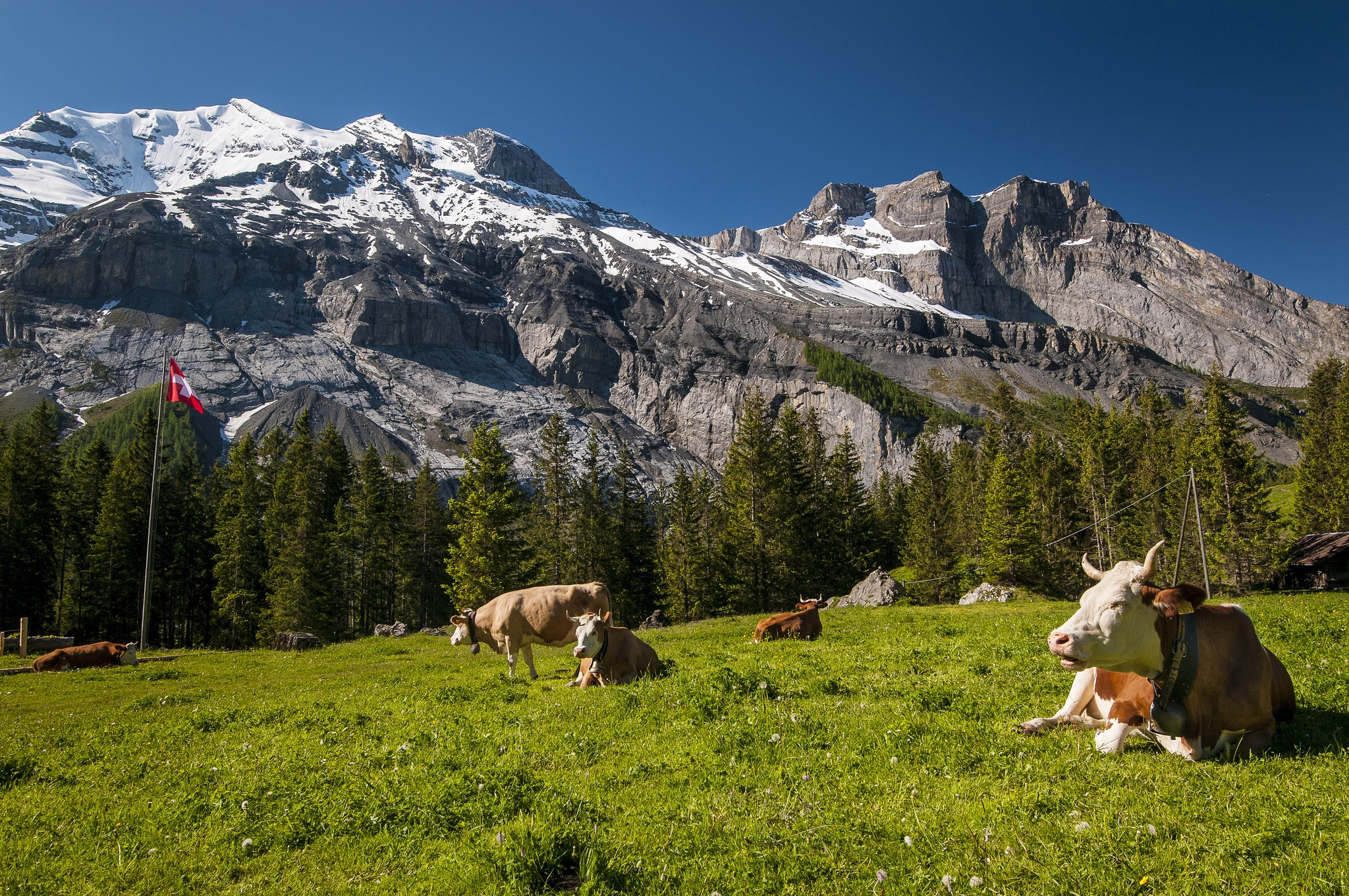 117069 descargar fondo de pantalla vacas, animales, hierba, montañas, vértice, tops, suiza, prado: protectores de pantalla e imágenes gratis