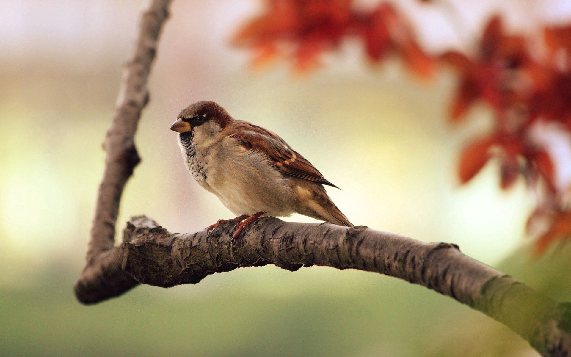 Download mobile wallpaper Nature, Branch, Sparrow, Bird for free.