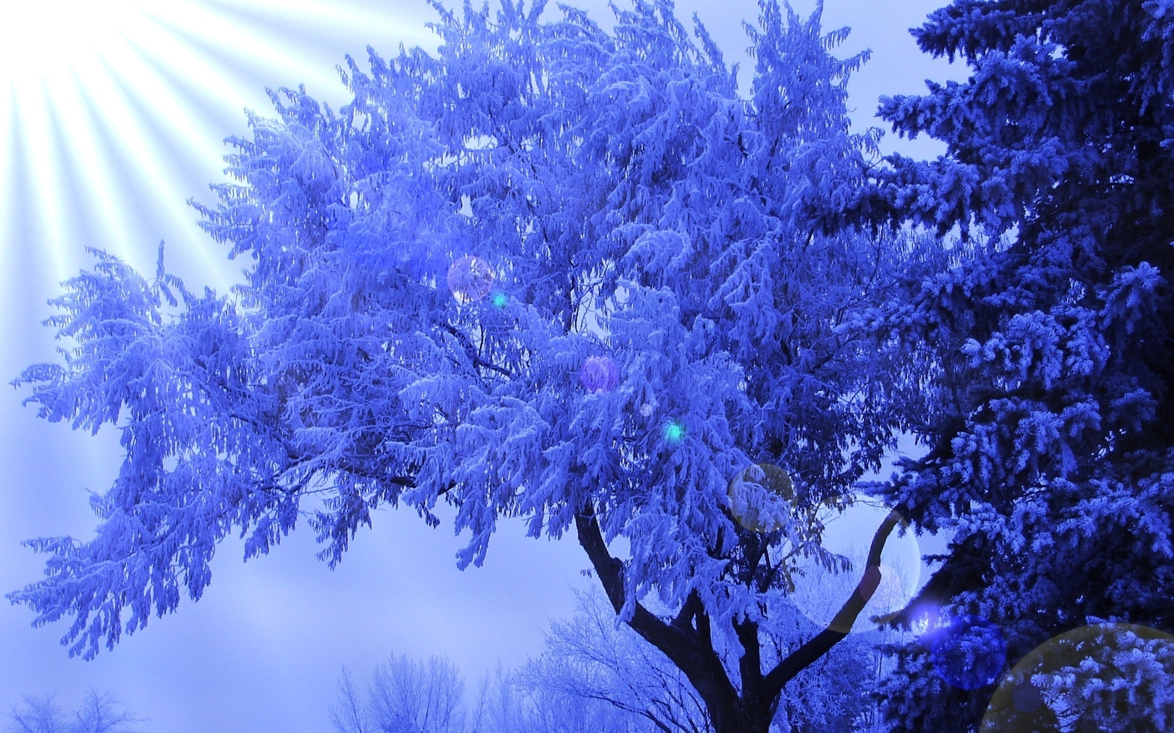Зима иней на деревьях