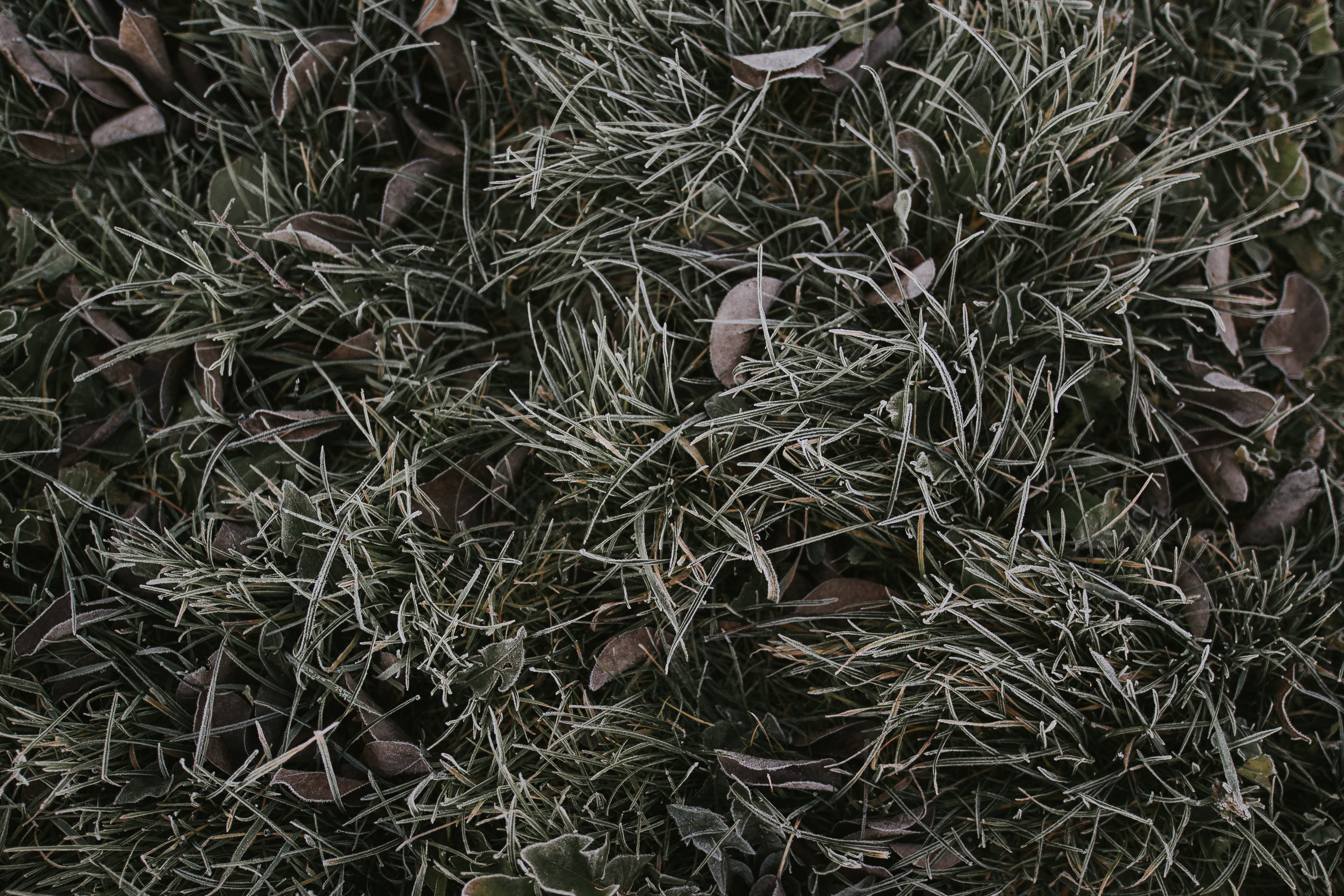 Download mobile wallpaper Hoarfrost, Frost, Nature, Foliage, Grass for free.