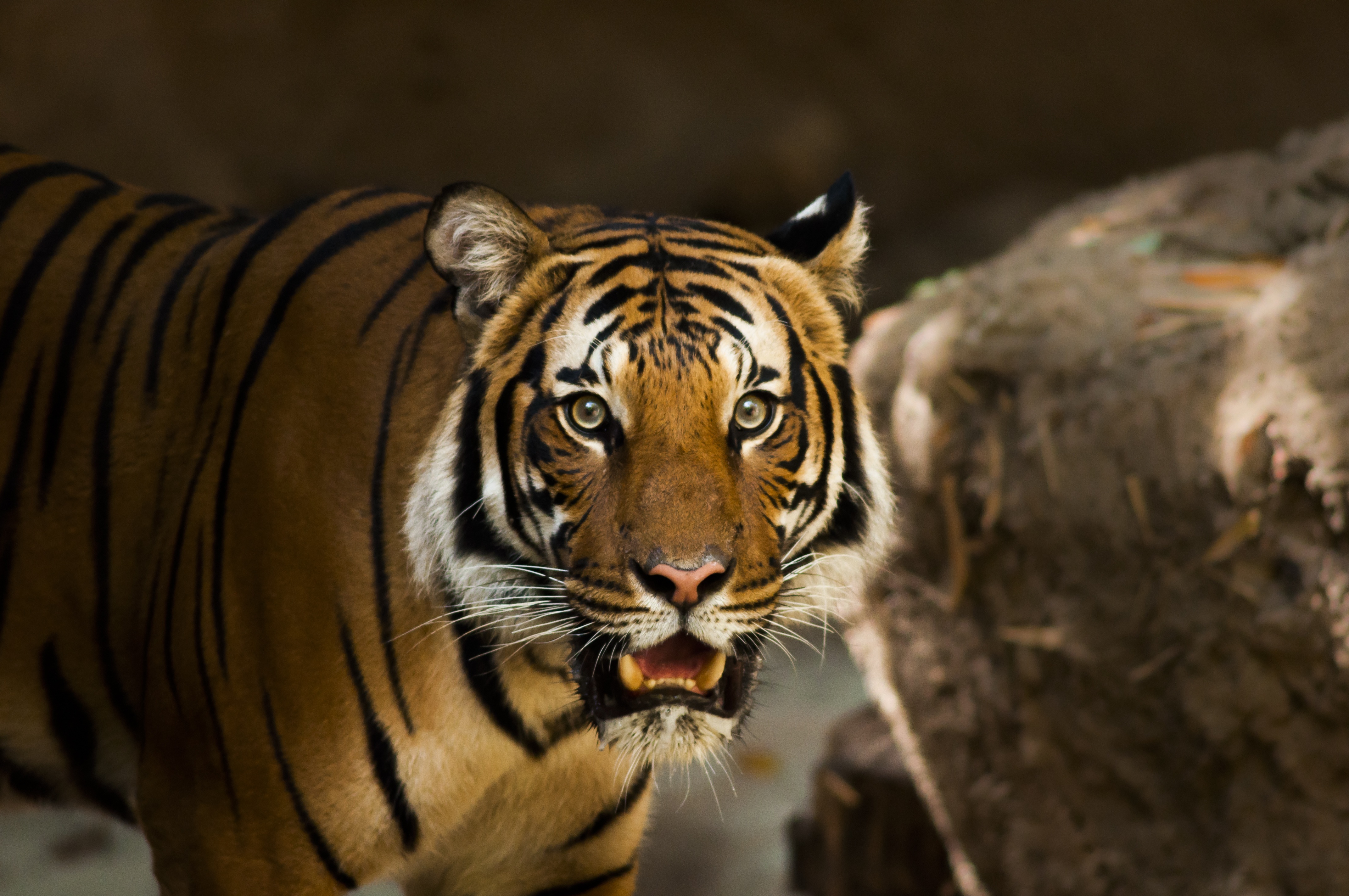 77235 Hintergrundbild herunterladen tiere, raubtier, predator, wilde katze, wildkatze, sibirischer tiger - Bildschirmschoner und Bilder kostenlos