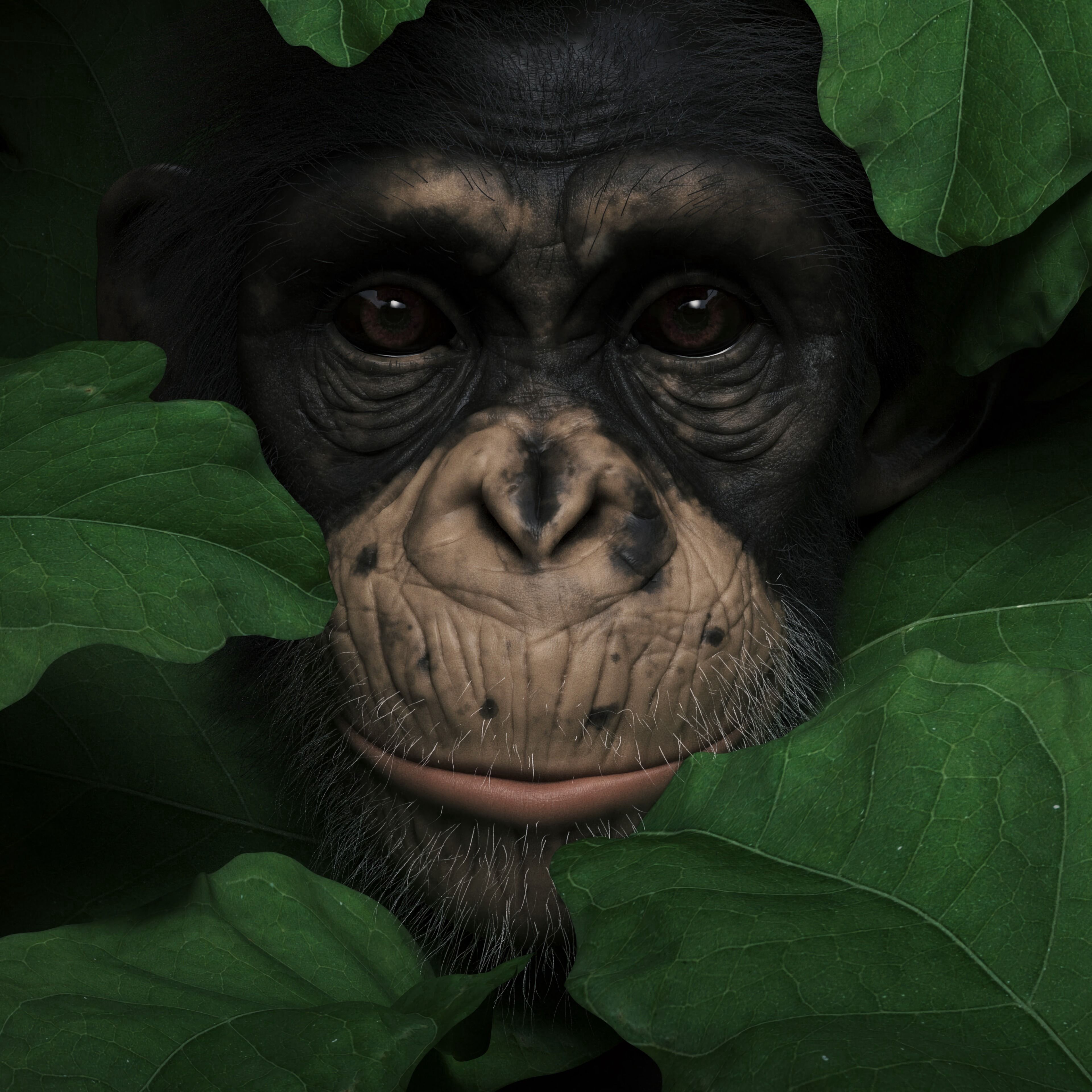 Download mobile wallpaper Muzzle, Animals, Leaves, Monkey, Portrait, 3D for free.