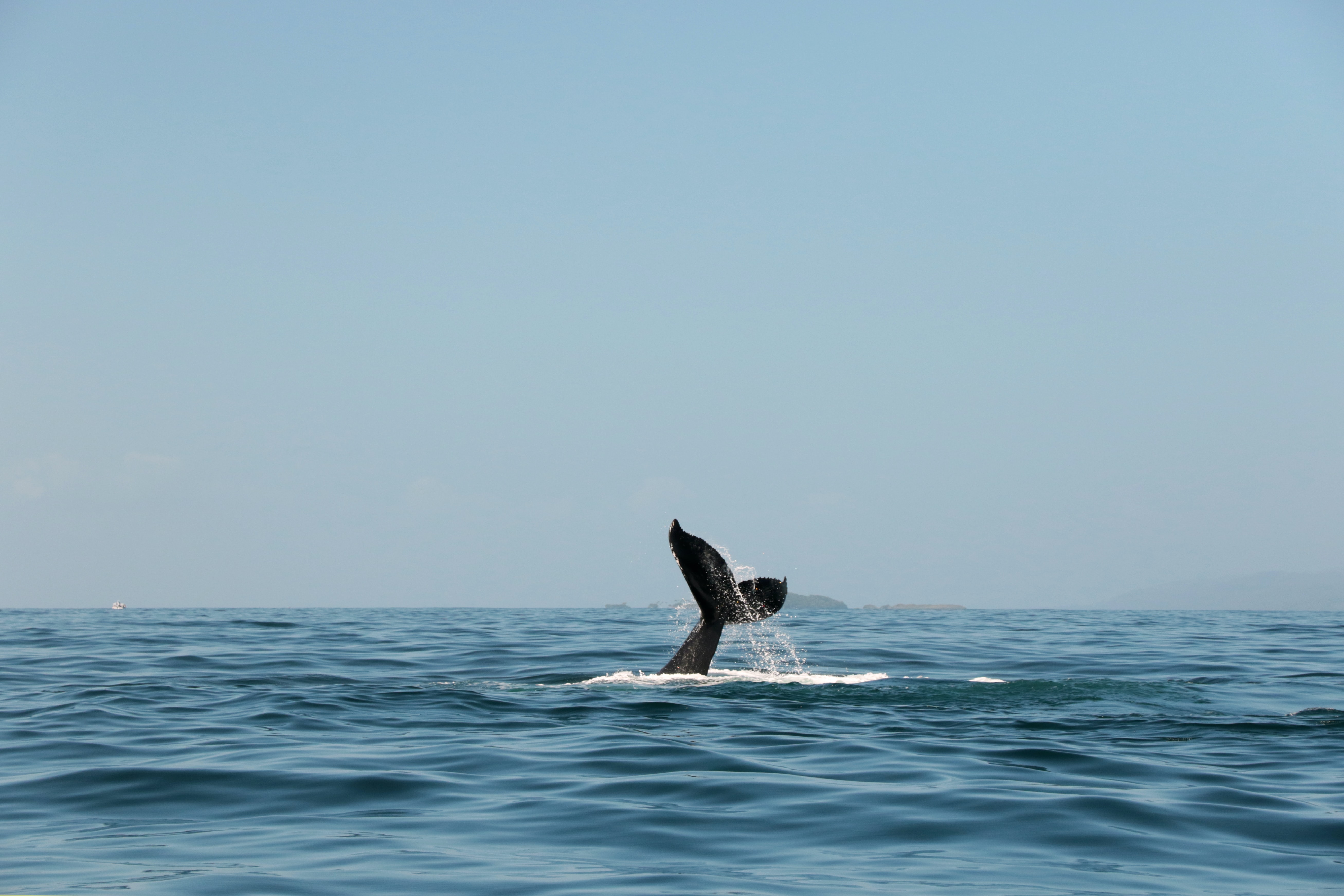 4k Whale Photos