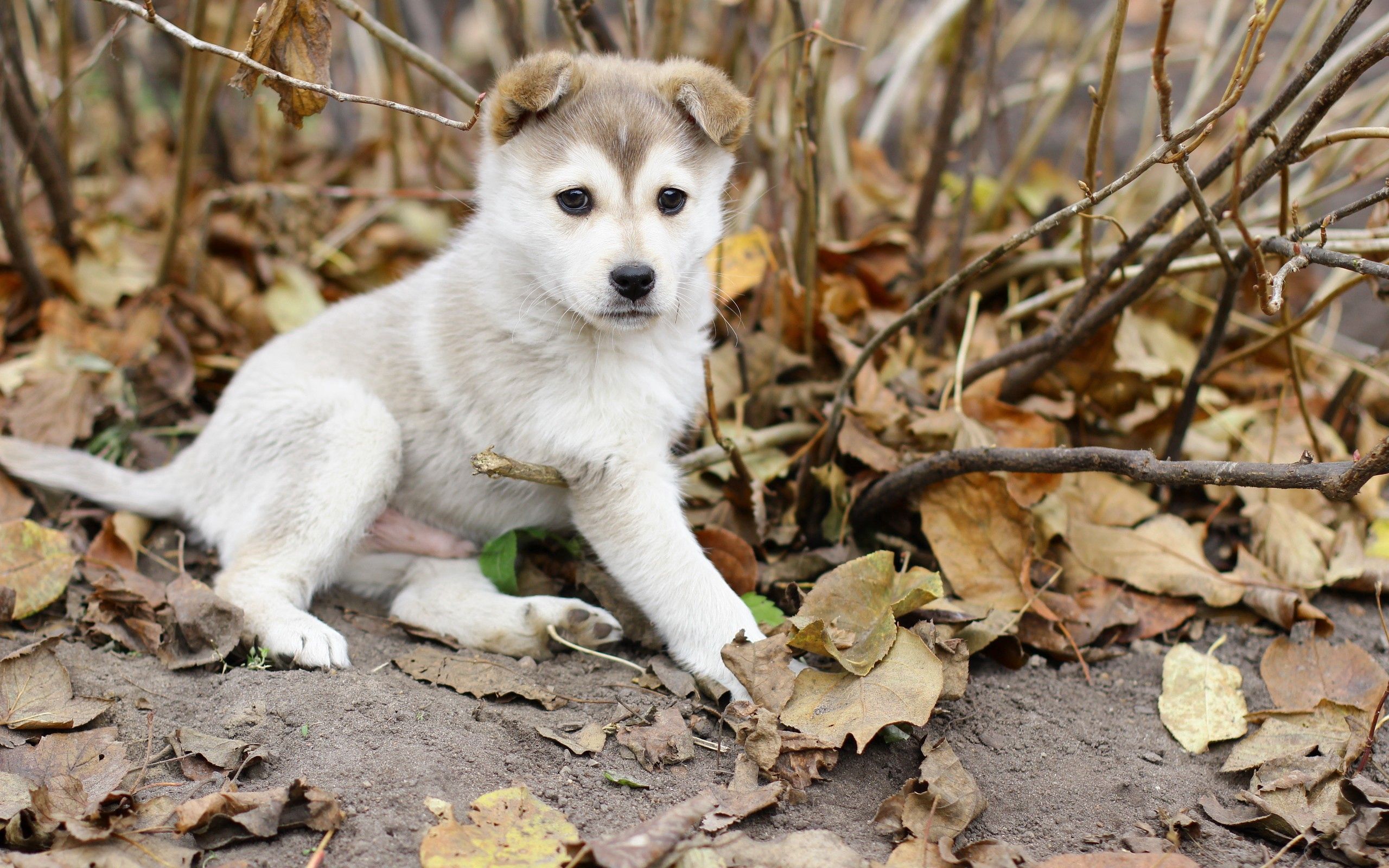 animals, autumn, leaves, branches, puppy, kid, tot Full HD