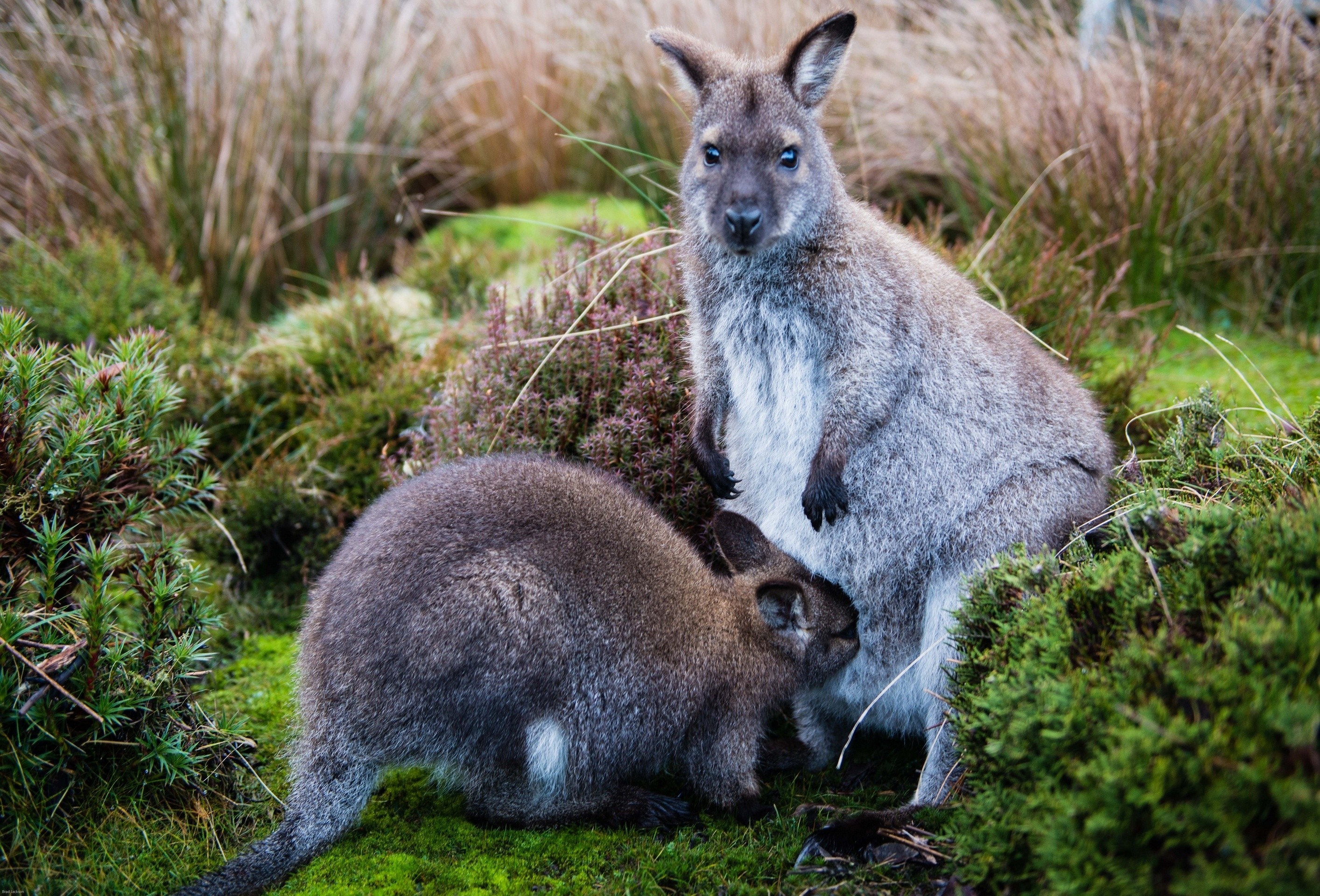 Free download wallpaper Animals, Grass, Young, Joey, Kangaroo, Care on your PC desktop