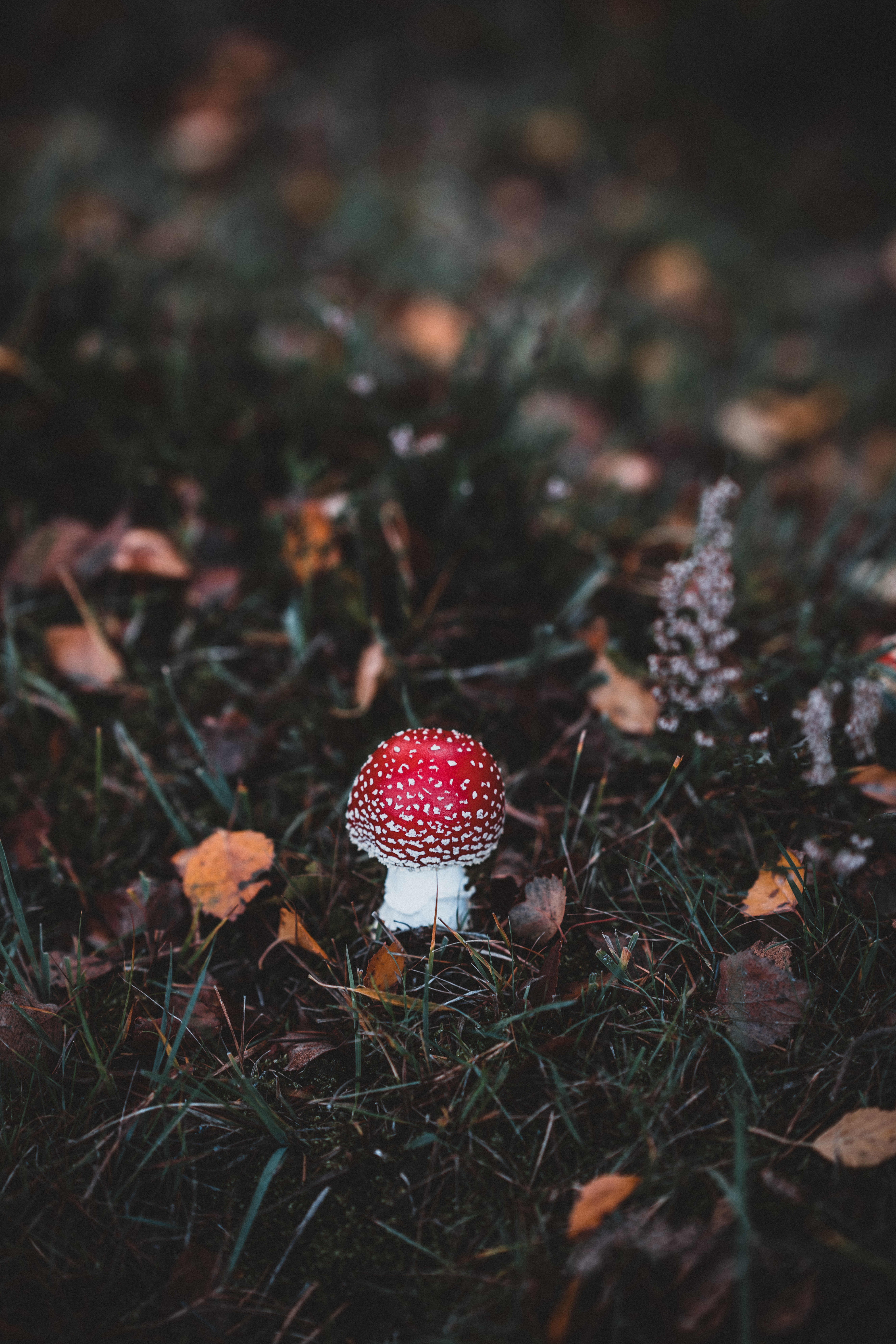 mushroom, toadstool, grass, autumn, macro, forest, fly agaric QHD