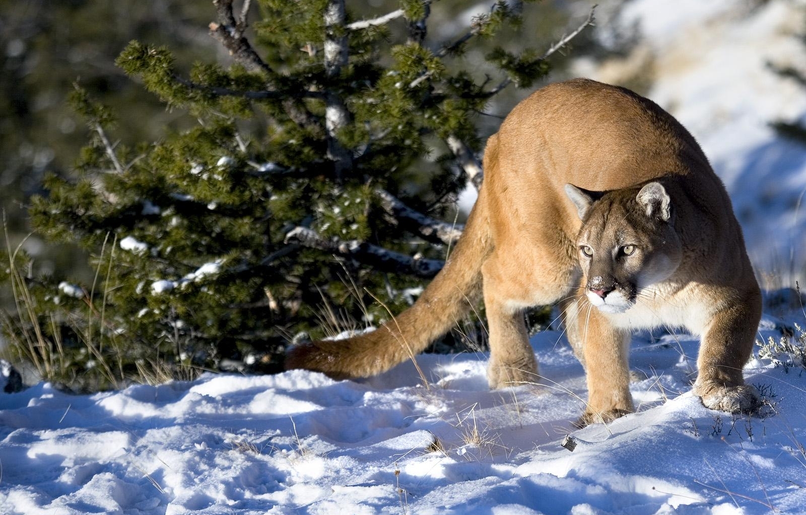 Laden Sie das Puma, Tiere, Winter-Bild kostenlos auf Ihren PC-Desktop herunter