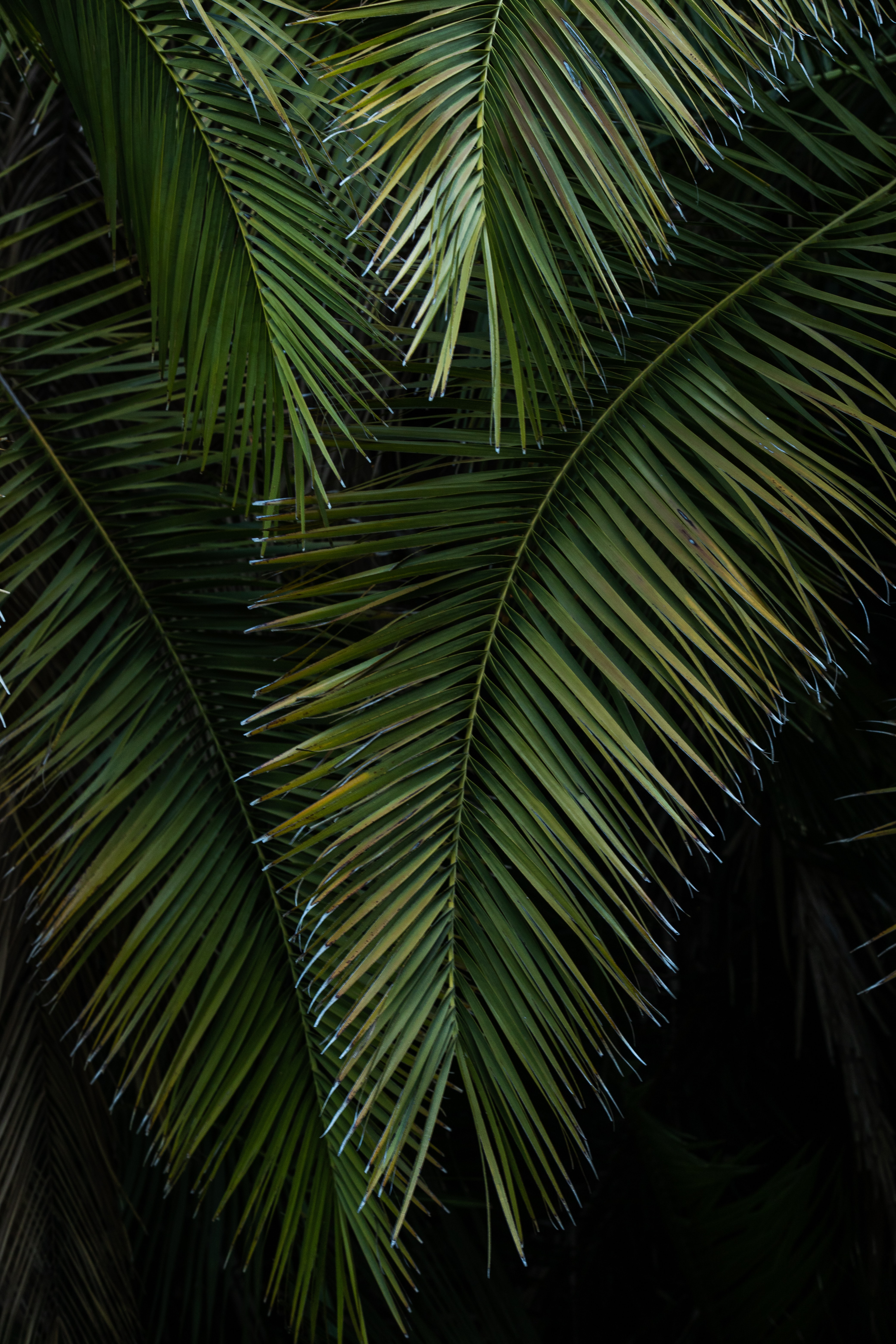 картинки листьев пальм
