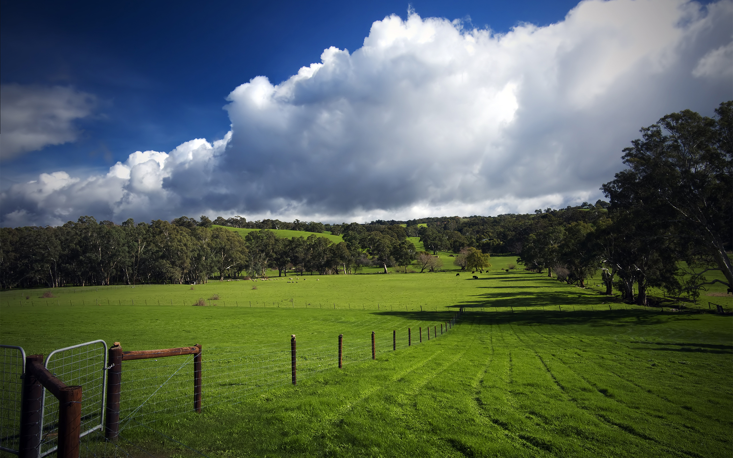 australia, earth, field, cattle, cloud, fence, hill, sheep, sky