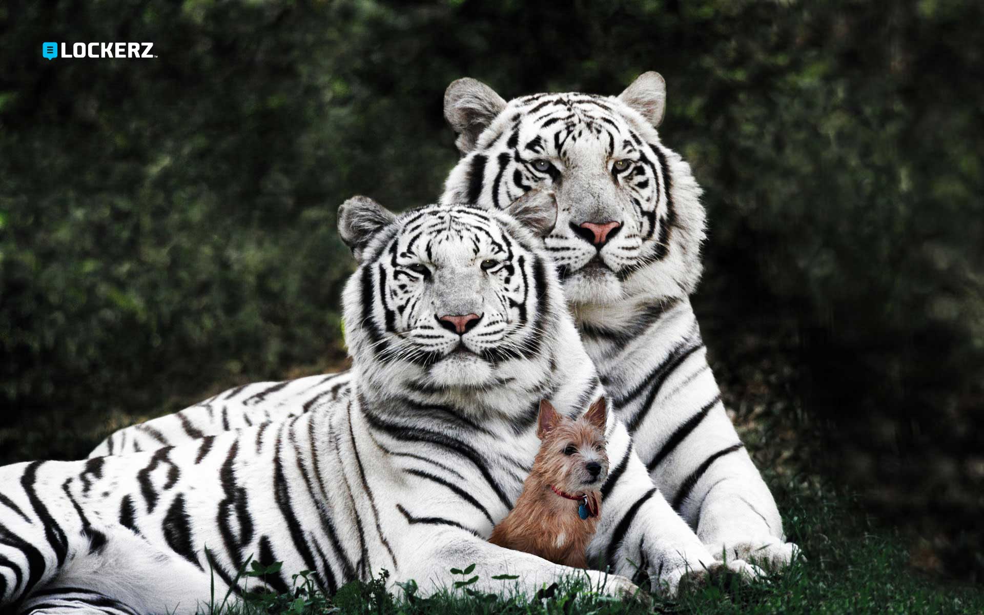 160311 免費下載壁紙 动物, 白虎, 猫 屏保和圖片