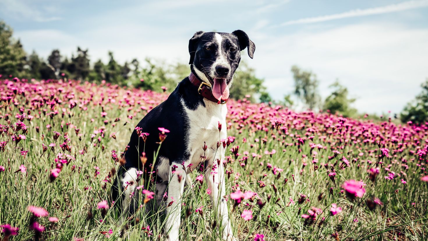 Собака на цветущем поле