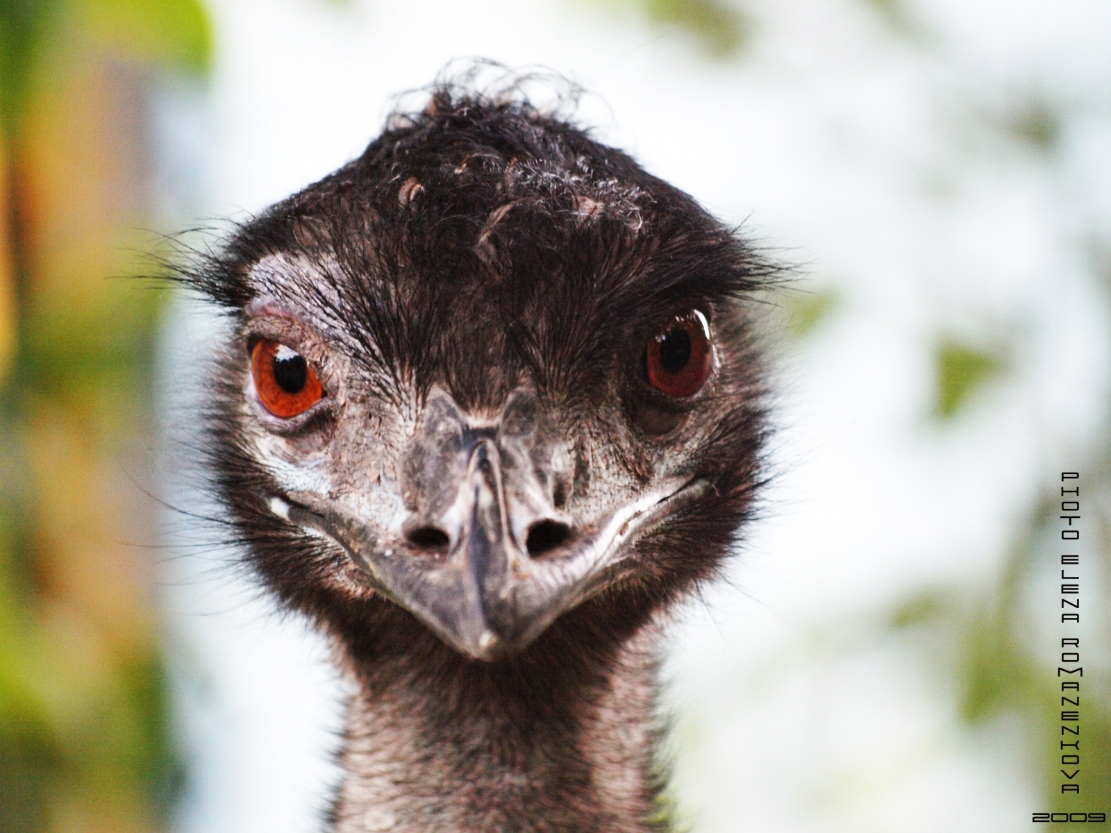 Download mobile wallpaper Animals, Ostrich for free.