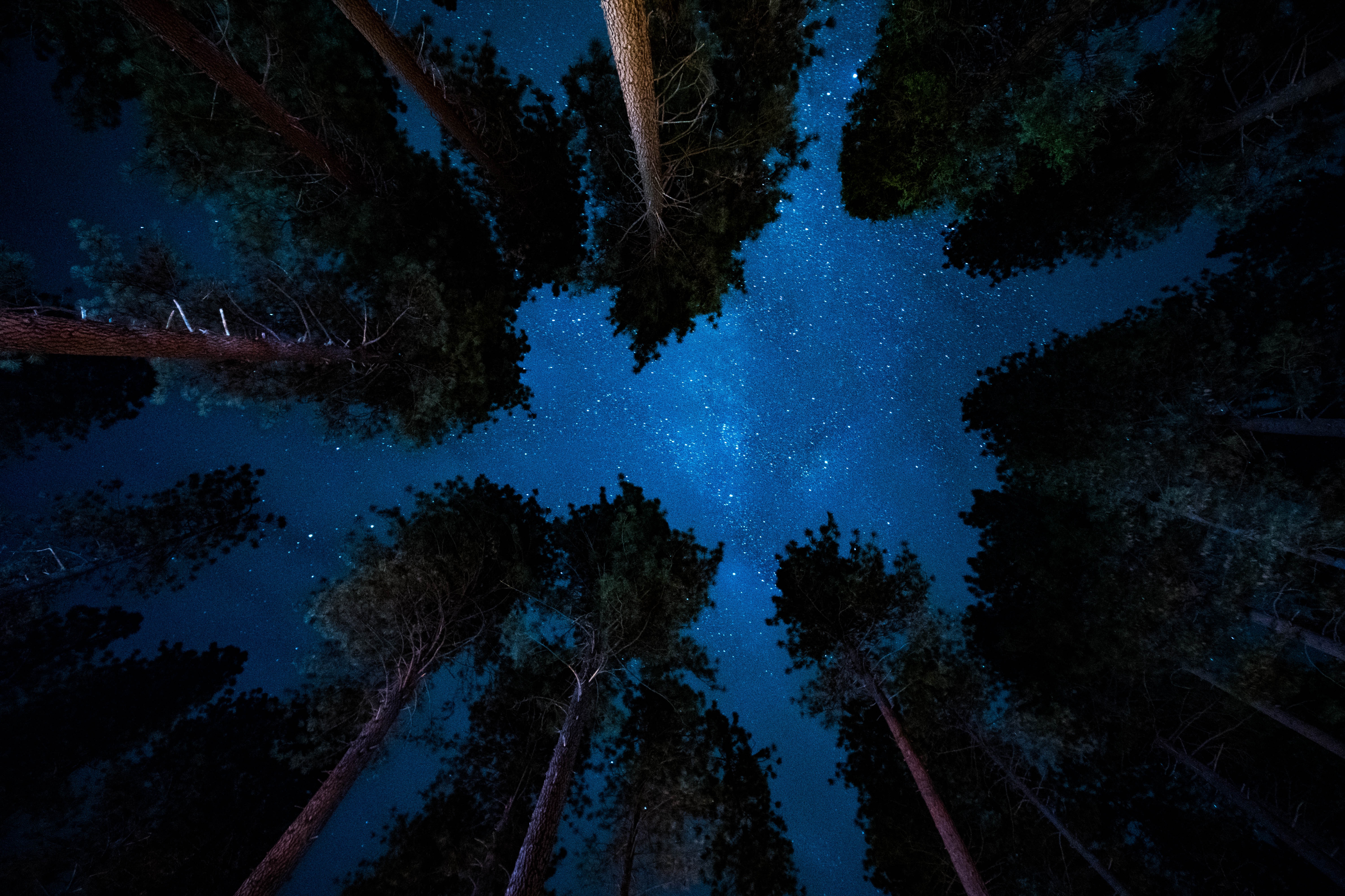 72307 descargar fondo de pantalla cielo estrellado, naturaleza, árboles, estrellas, noche: protectores de pantalla e imágenes gratis