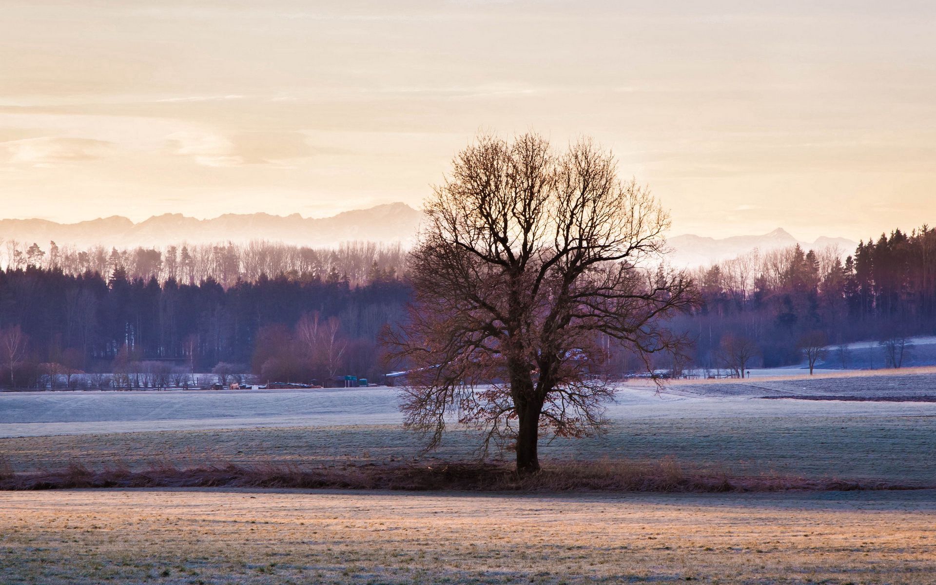 Laden Sie das Holz, Natur, Grass, Baum, Frost, Sky, Winter-Bild kostenlos auf Ihren PC-Desktop herunter