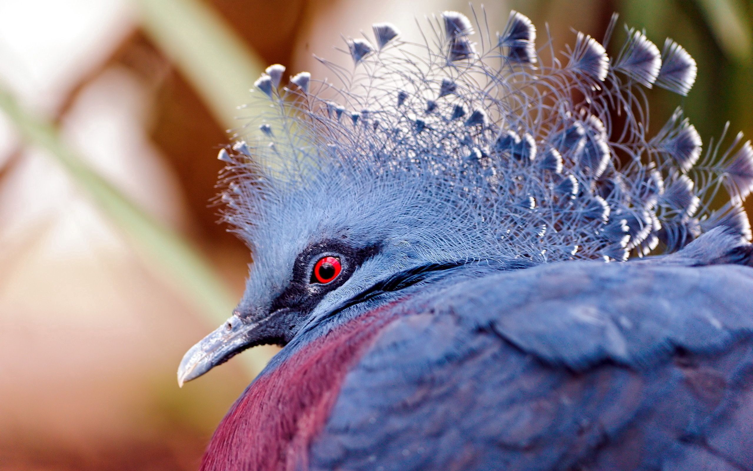 Descarga gratis la imagen Pájaro, Macro, Naturaleza, Animales en el escritorio de tu PC