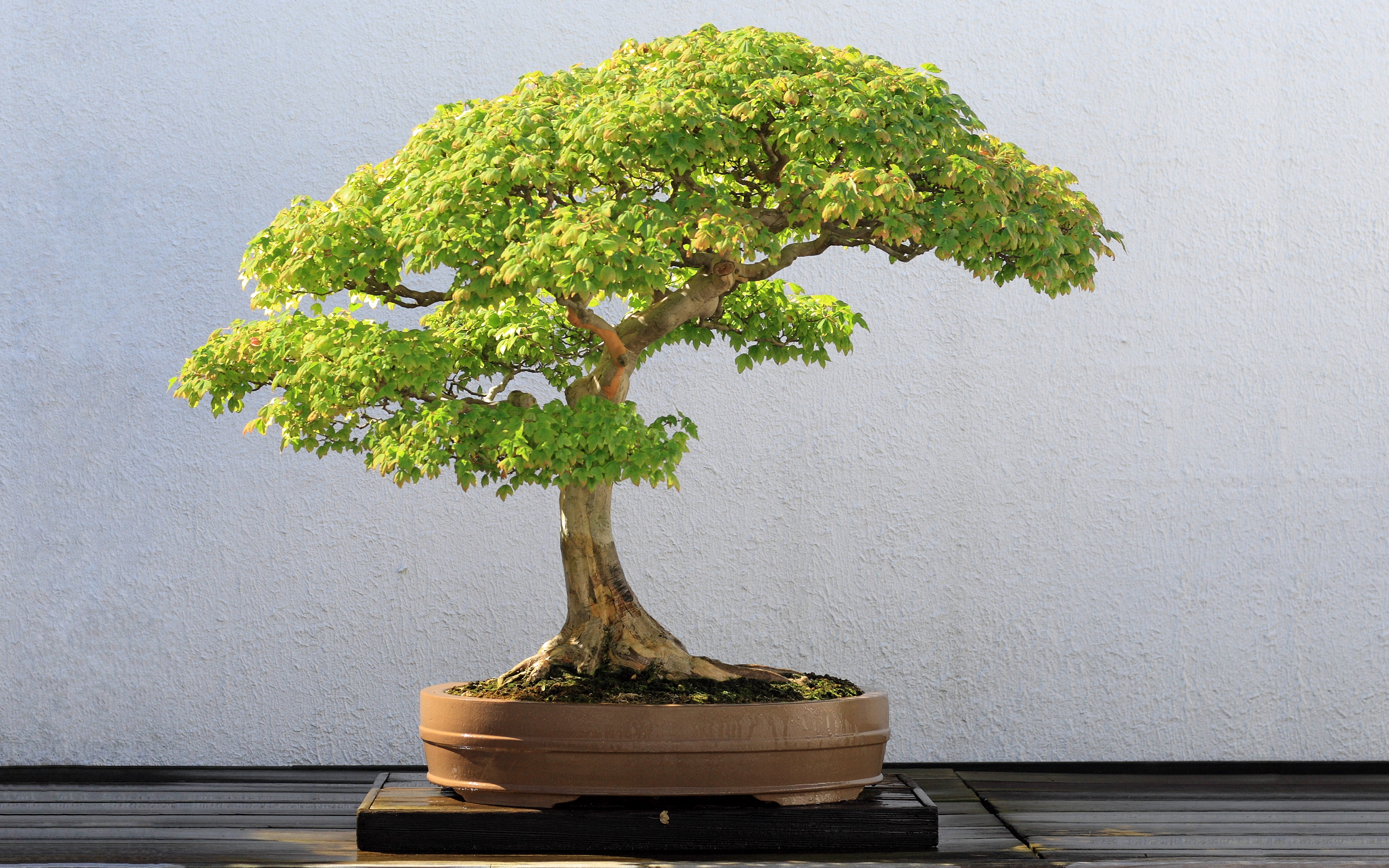 bonsai, earth HD wallpaper
