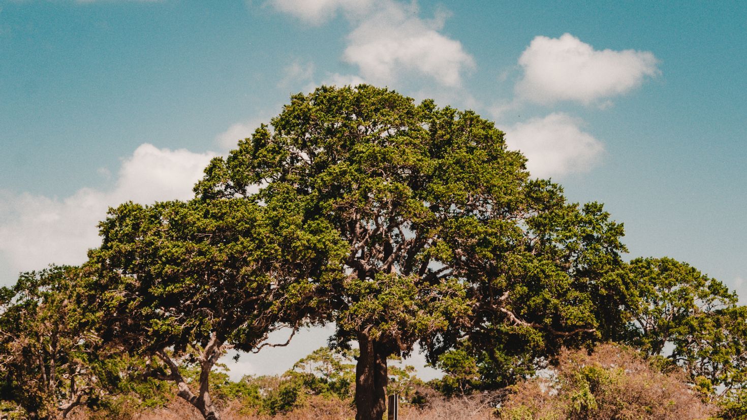 Денежное дерево в природе дикой фото