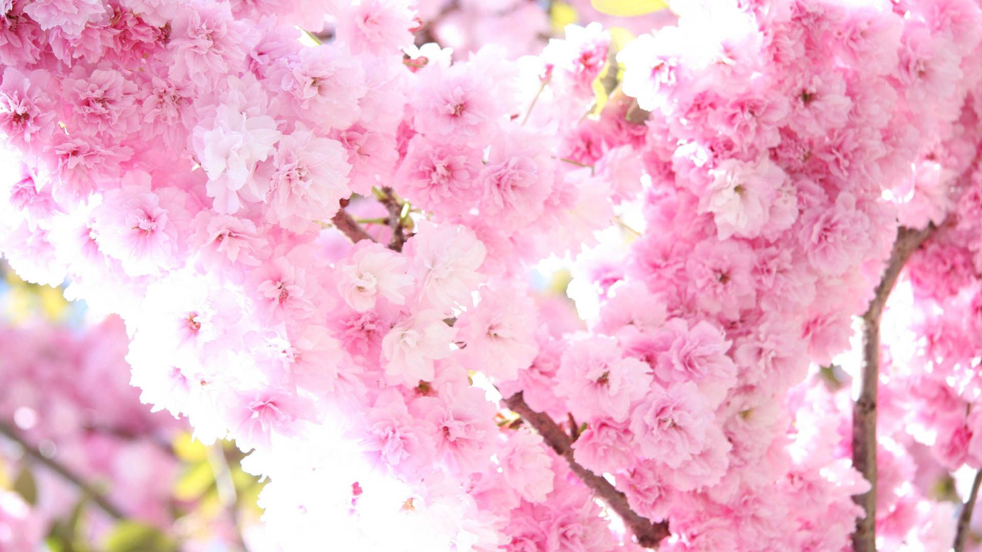 Скачать обои бесплатно Цветение, Цветы, Растение, Весна картинка на рабочий стол ПК