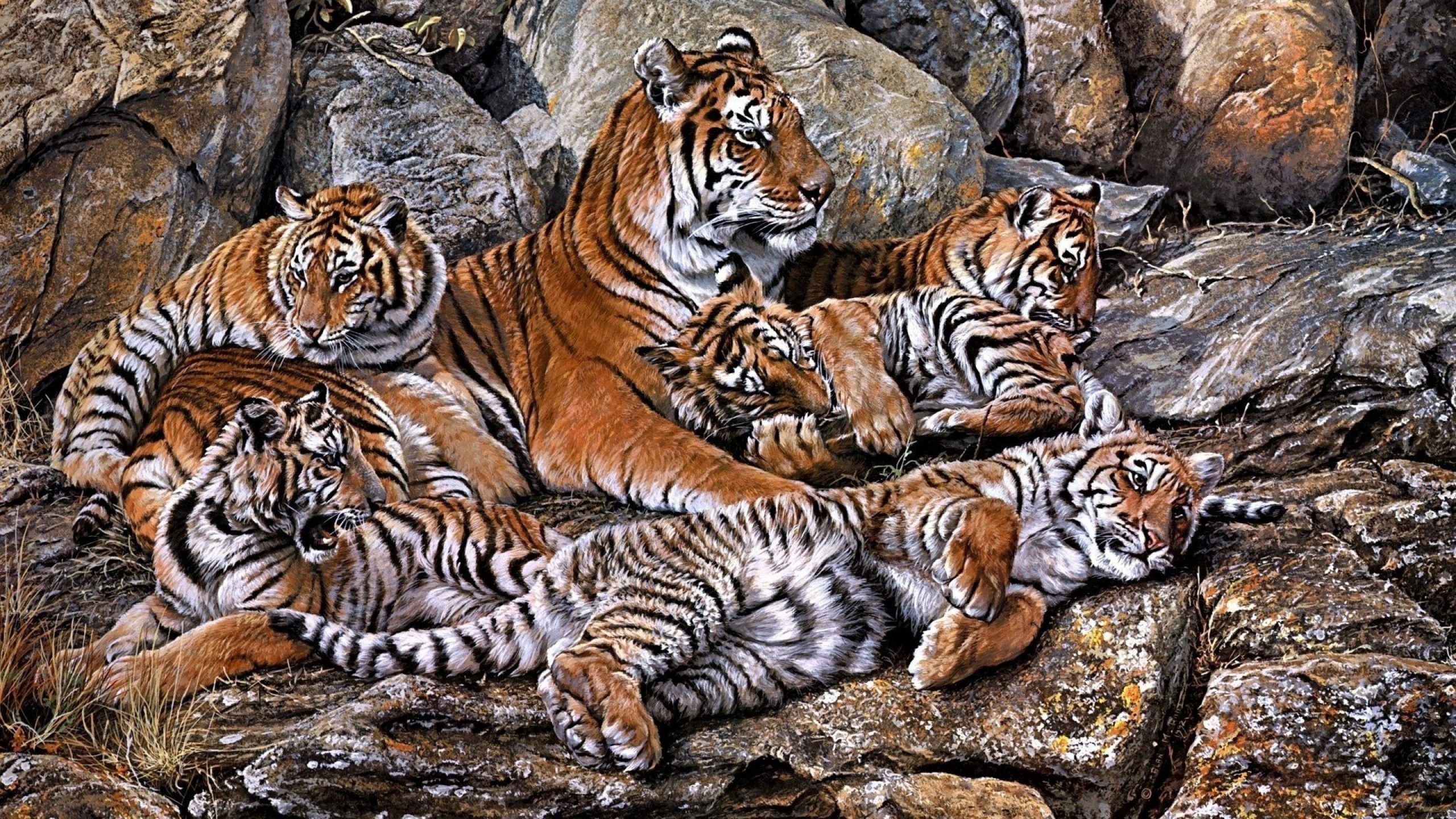 tigers, hdr, animals, predators, young, cubs Full HD