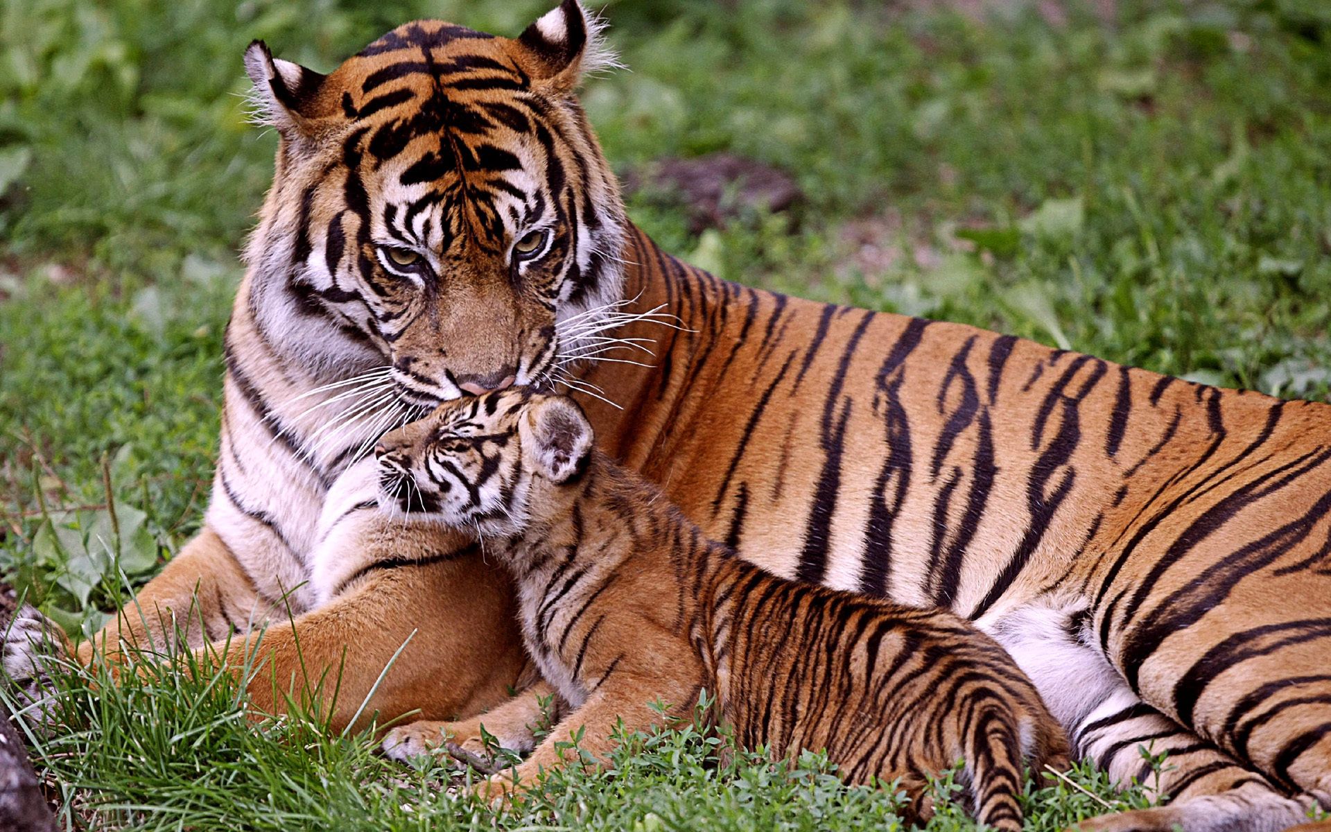 vertical wallpaper care, grass, young, animals, to lie down, lie, tiger, joey, tiger cub