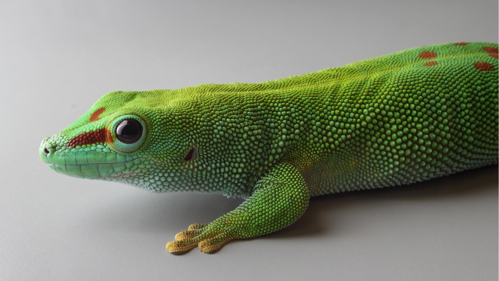 Download mobile wallpaper Animal, Reptiles, Gecko for free.