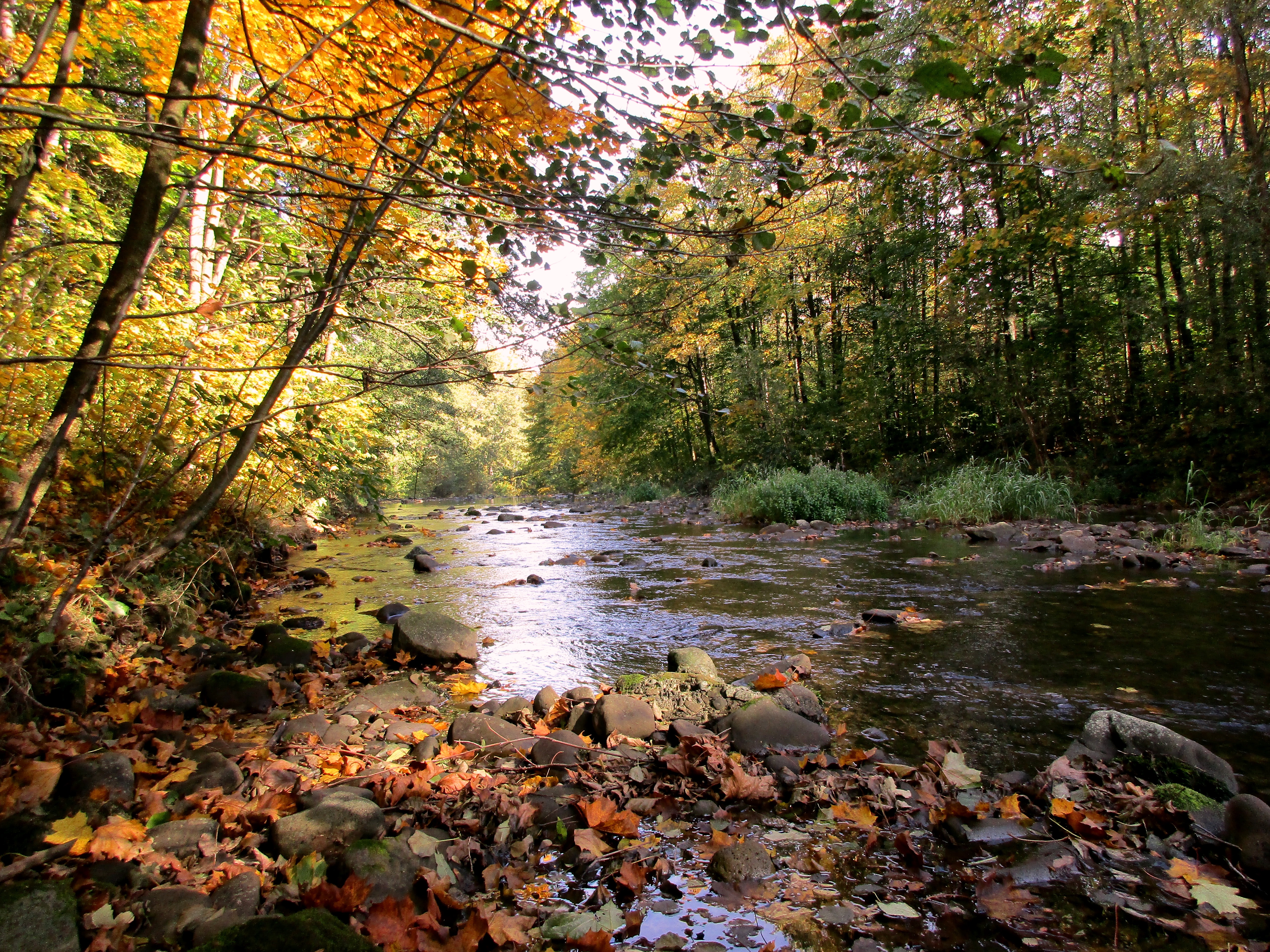 無料モバイル壁紙水, 川, 木, 秋, 葉, 地球をダウンロードします。